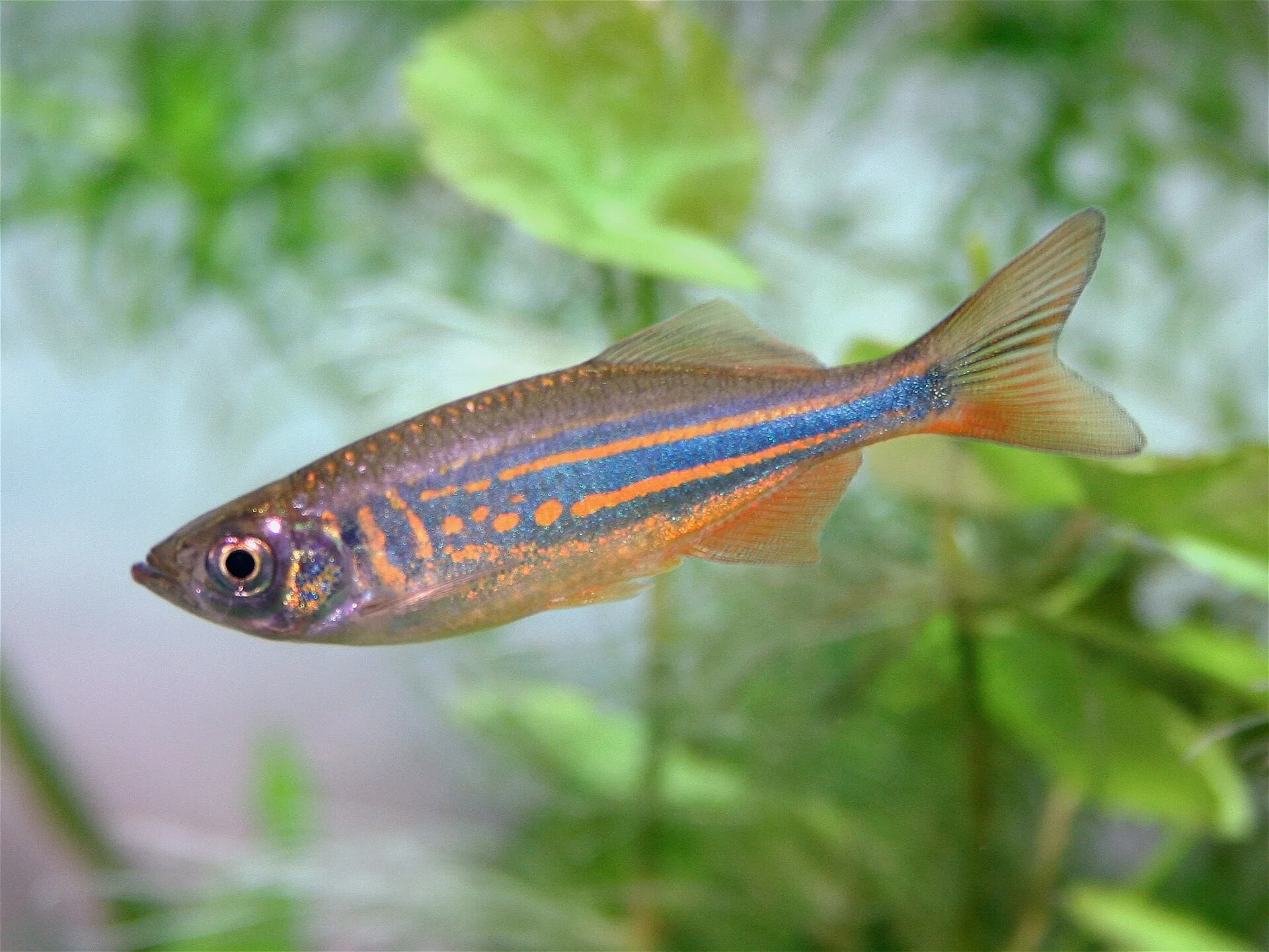 Giant Danios aquarium photo