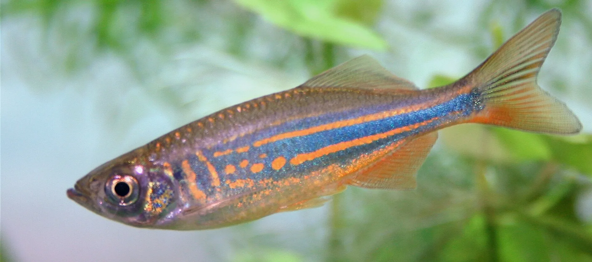 Giant Danios aquarium photo