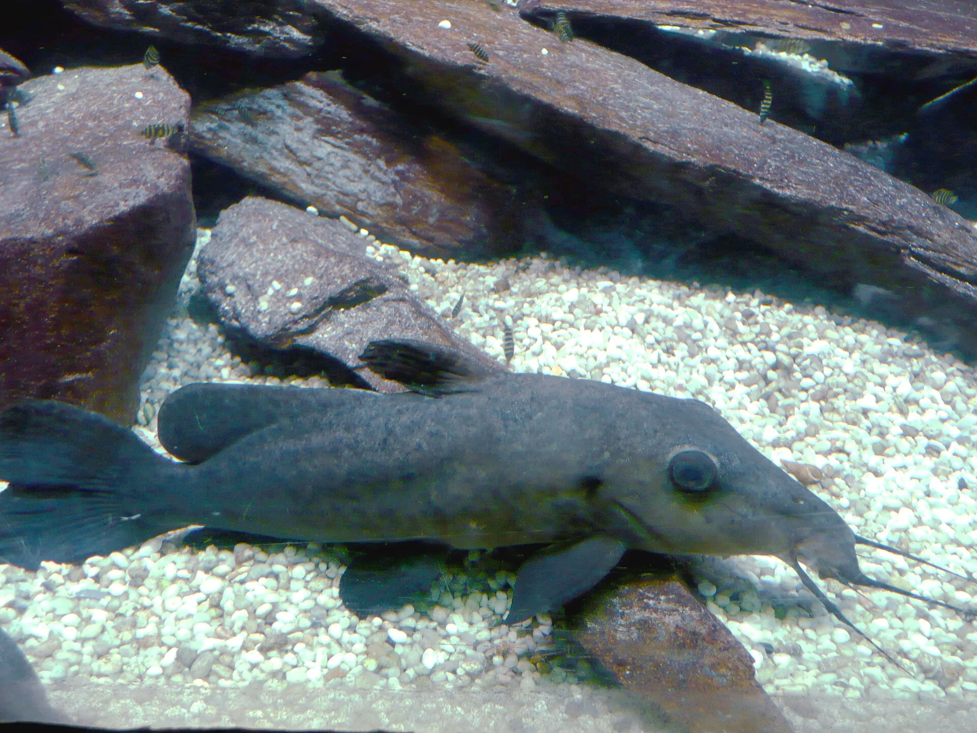 Giraffe Catfish aquarium photo