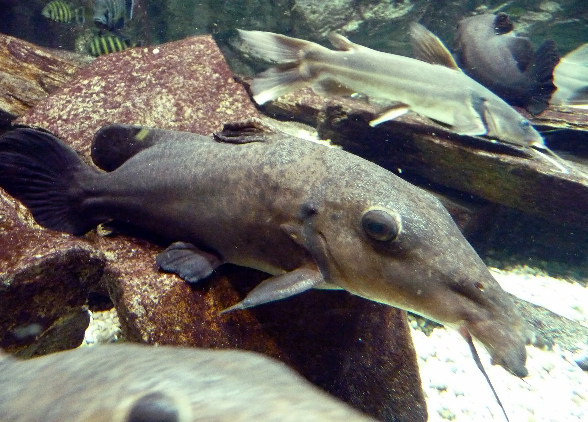Giraffe Catfish aquarium photo