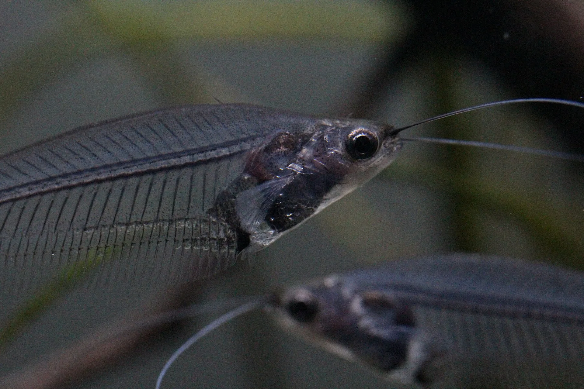 Glass Catfish (Kryptopterus vitreolus)