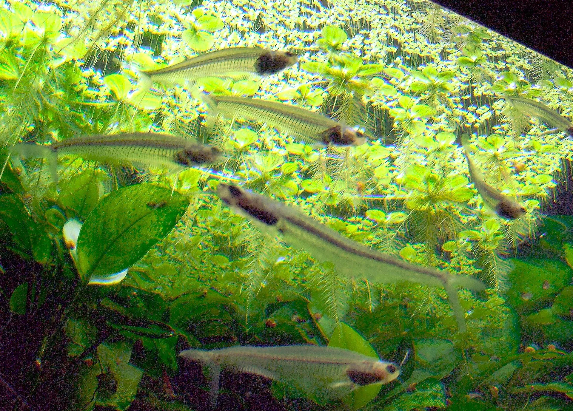 Glass Catfish in aquarium