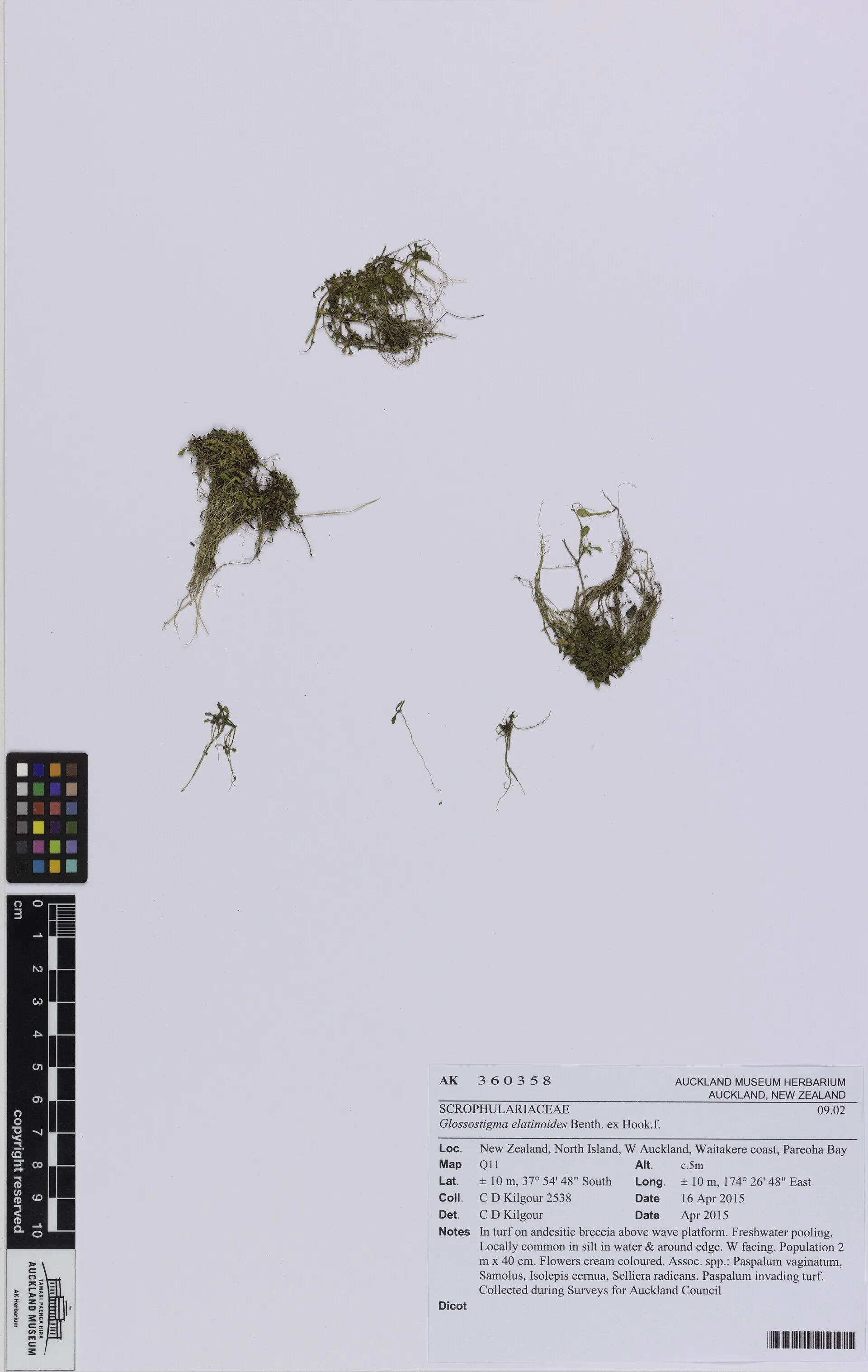 Glossostigma (Glossostigma elatinoides)