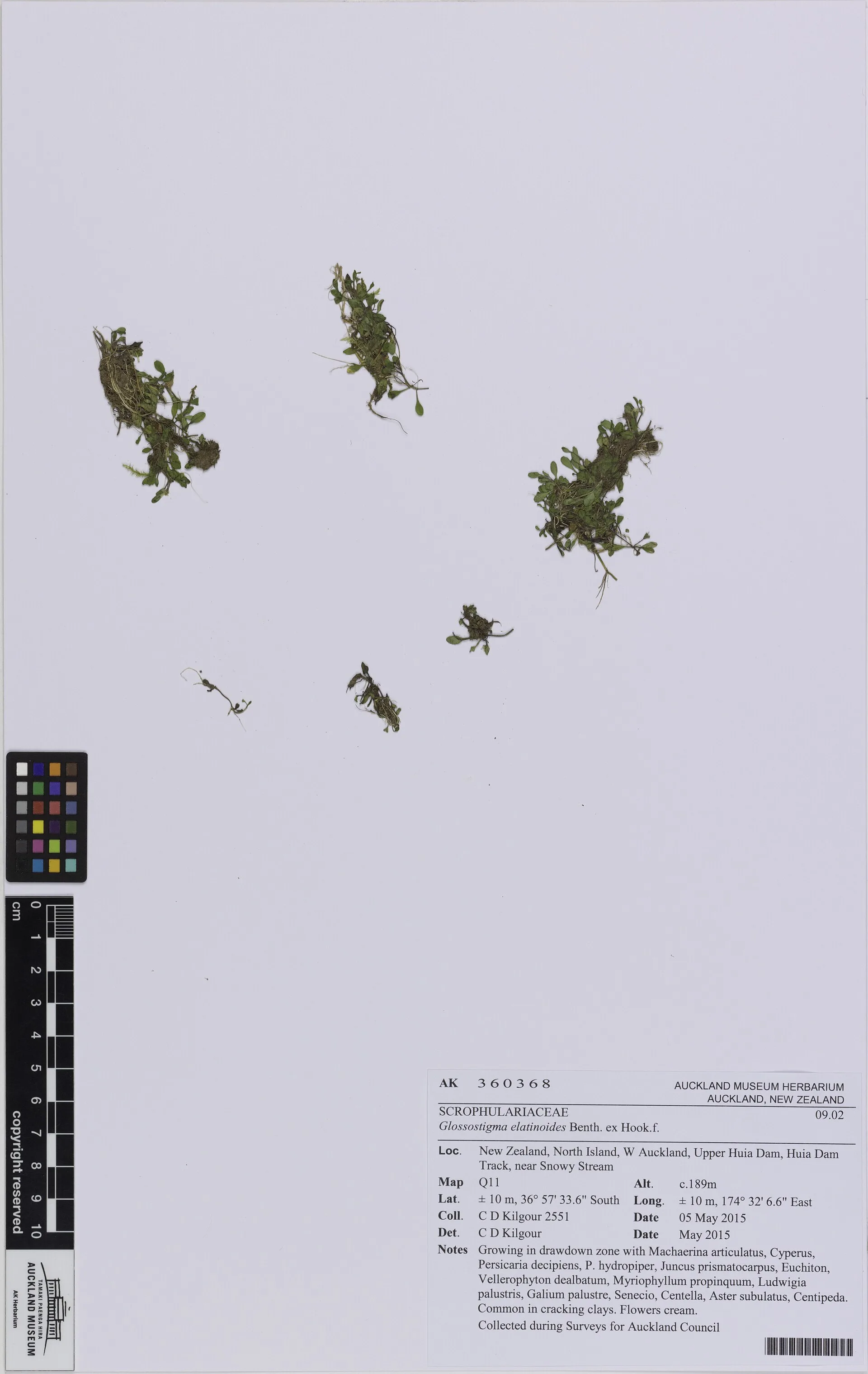 Glossostigma aquarium plant