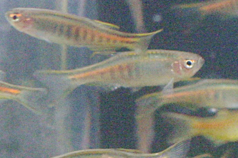 Glowlight Danio aquarium photo