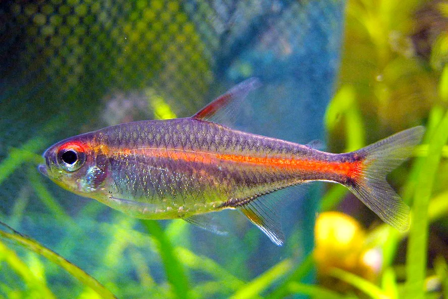 Glowlight Tetra aquarium photo
