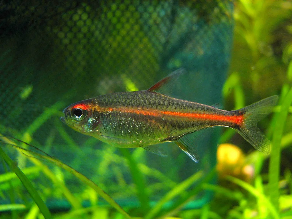 Glowlight Tetra aquarium photo