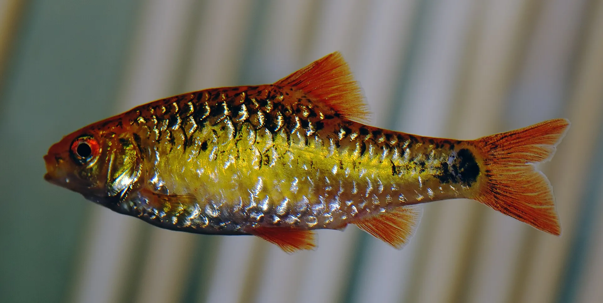 Gold Barb aquarium photo