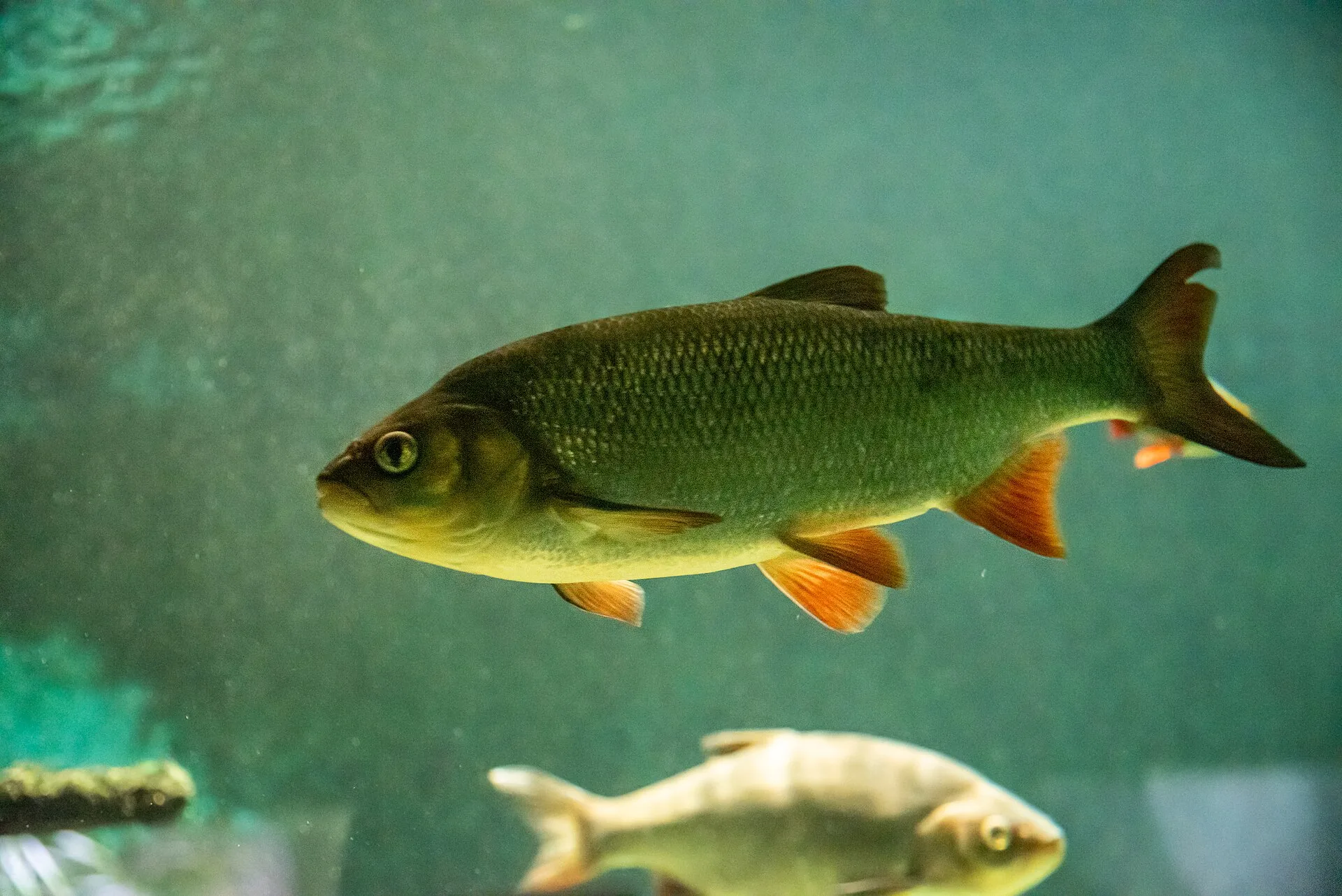 Golden orfe (Leuciscus idus) swimming in water