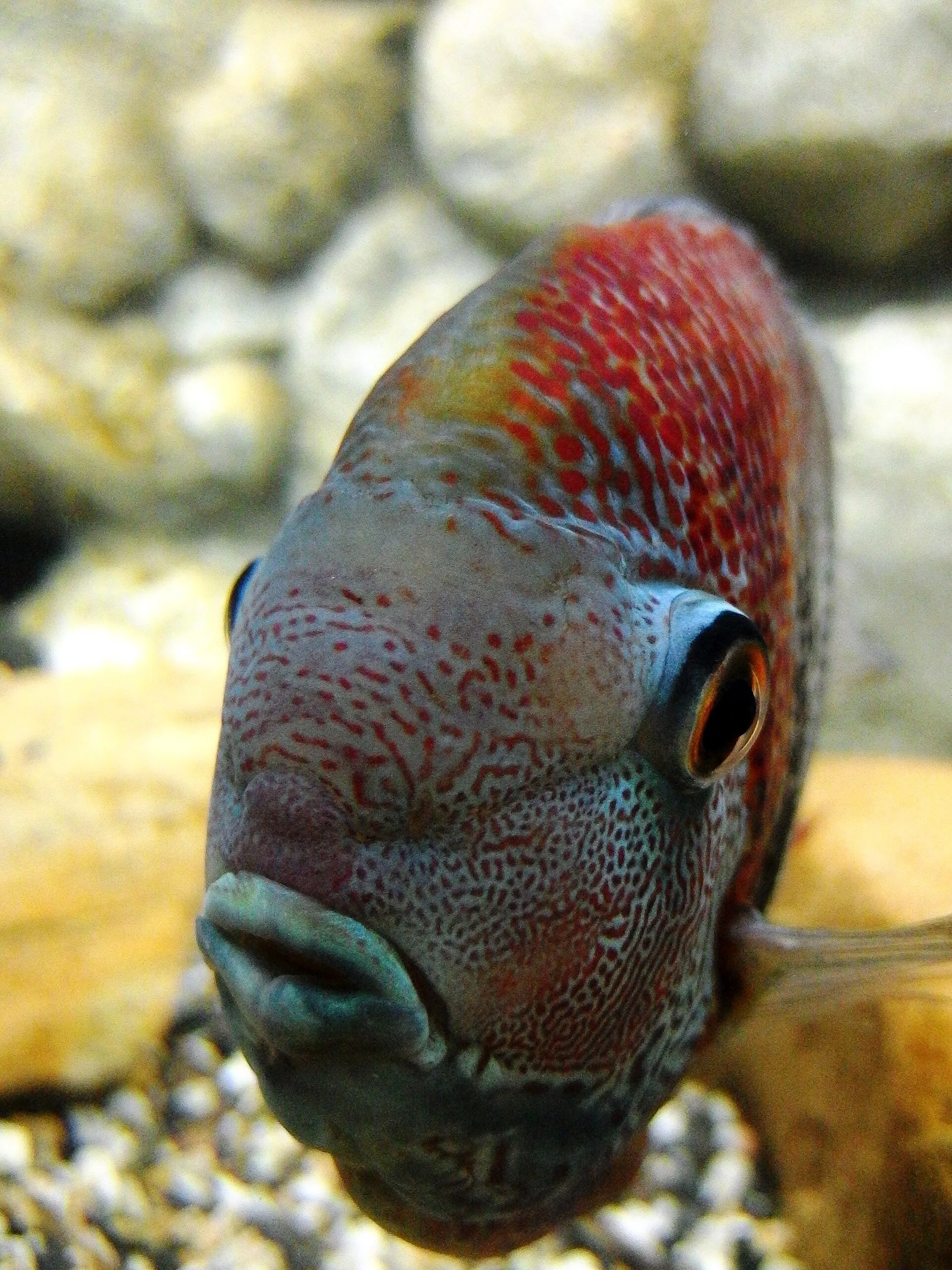 Golden Severum aquarium photo