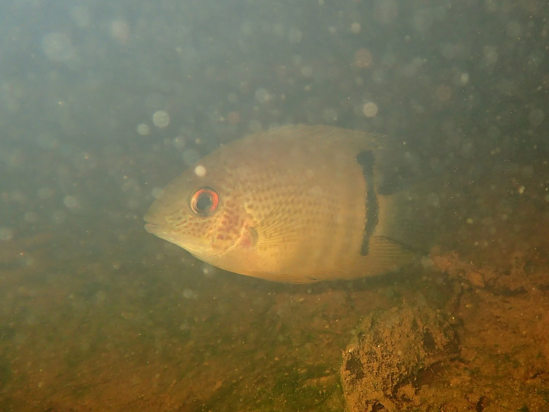 Golden Severum aquarium photo