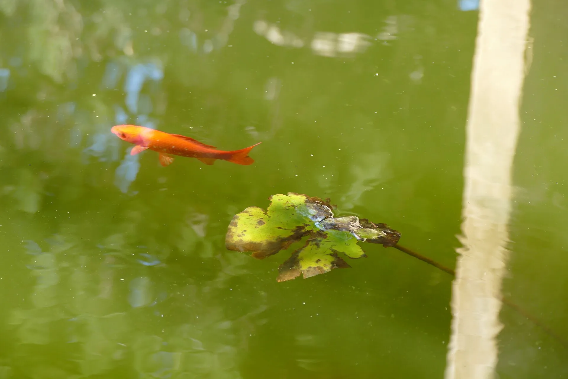 Goldfish aquarium photo