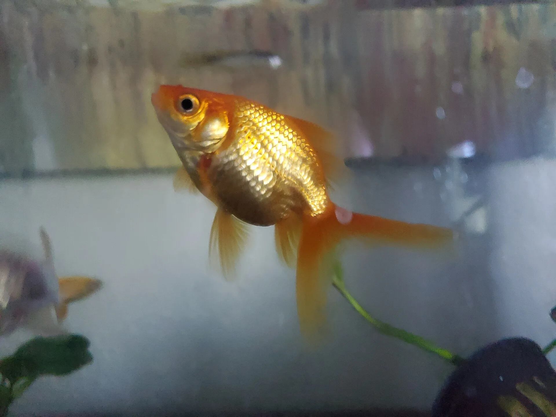 Goldfish in an aquarium