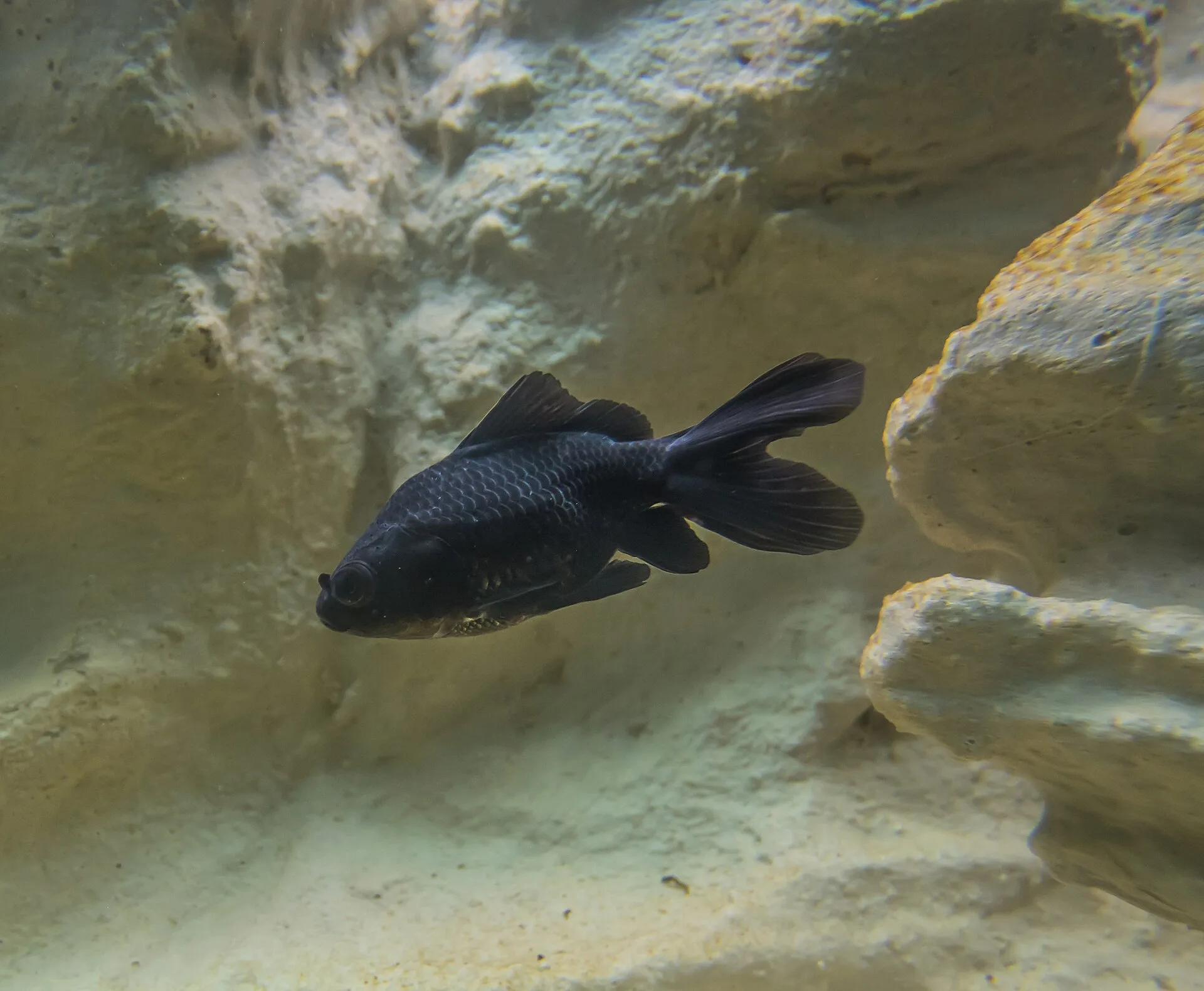 Goldfish accepting sinking food