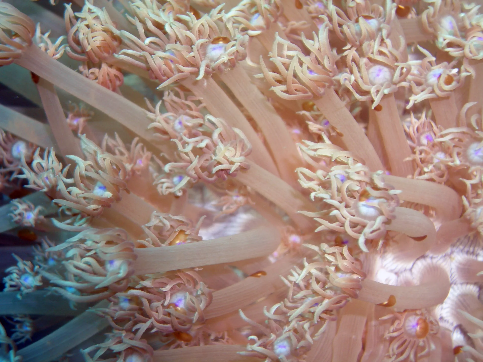 Goniopora in aquarium