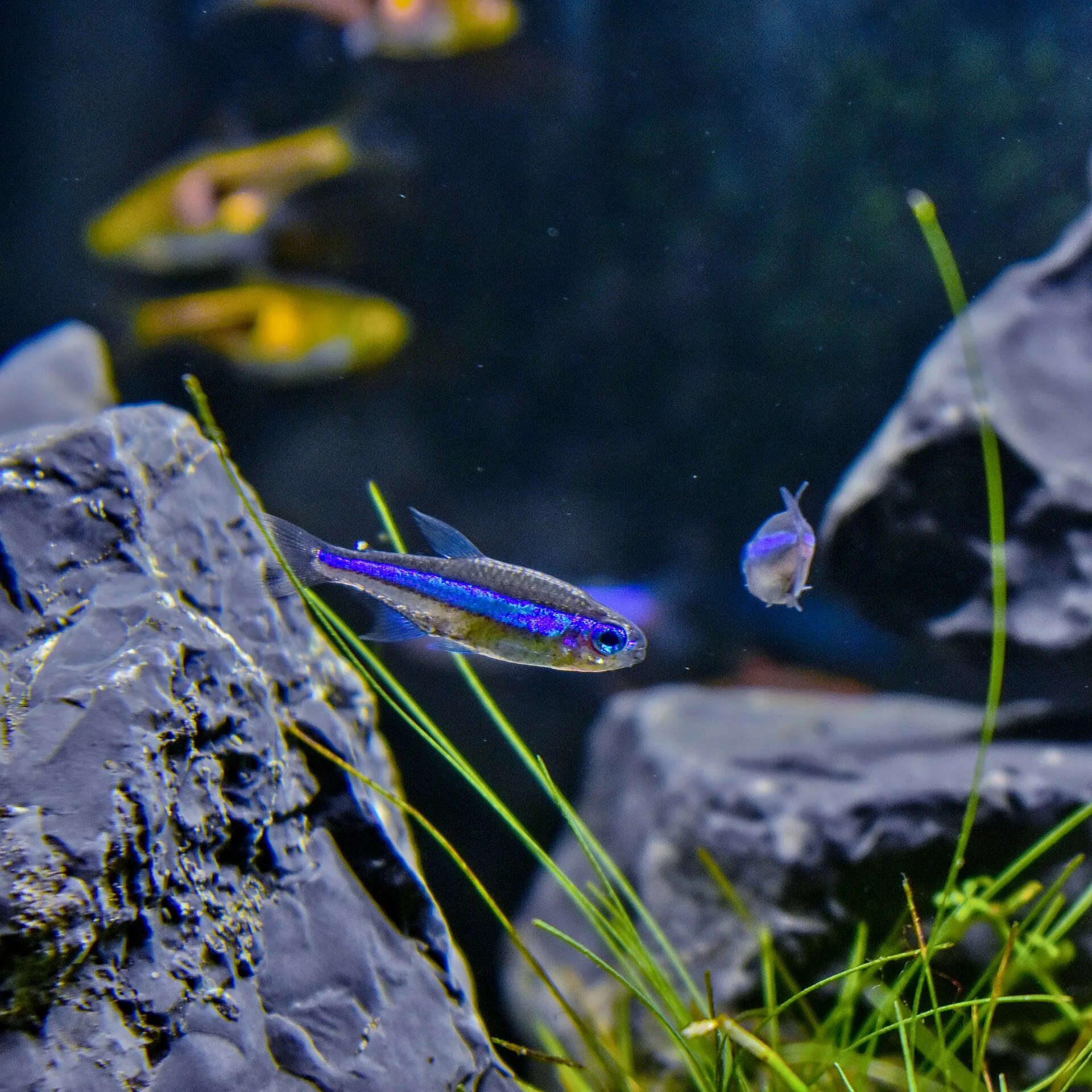 Green Neon Tetra in a freshwater aquarium