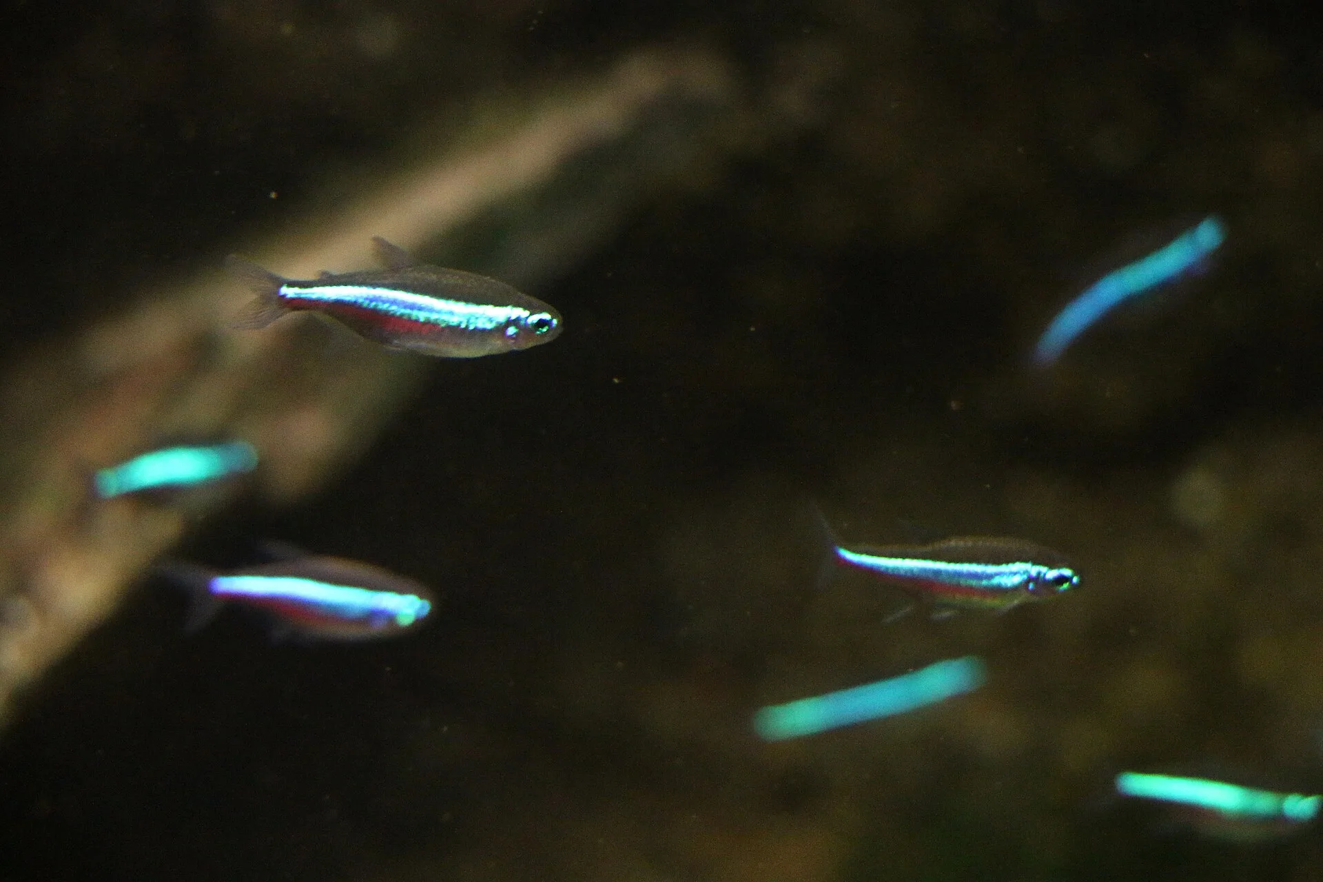 Close view of Green Neon Tetra (Paracheirodon simulans)