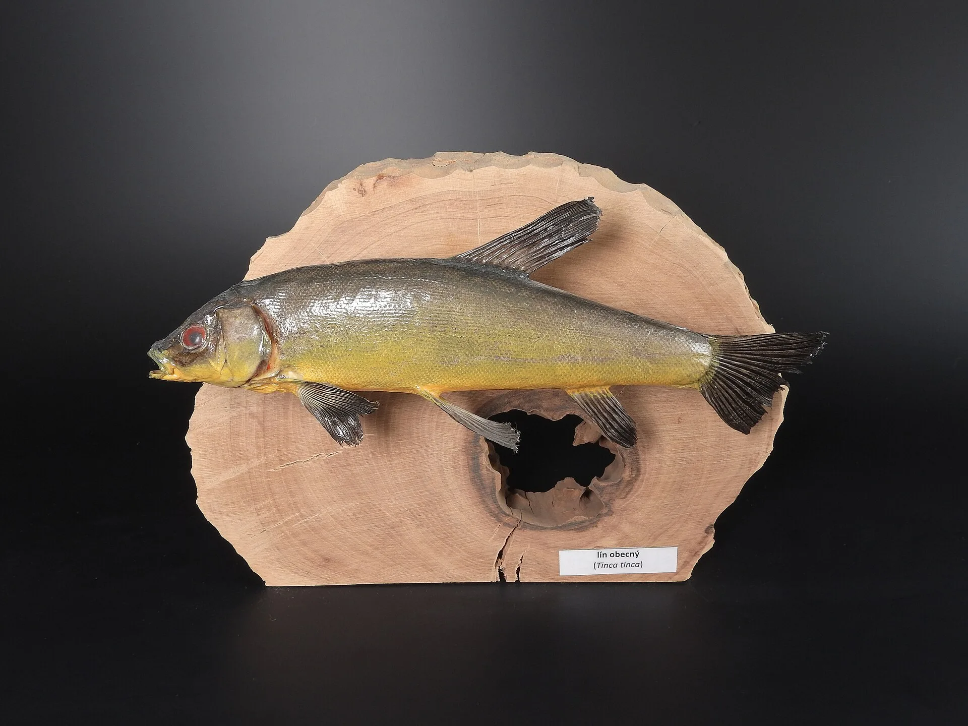 Green Tench aquarium photo