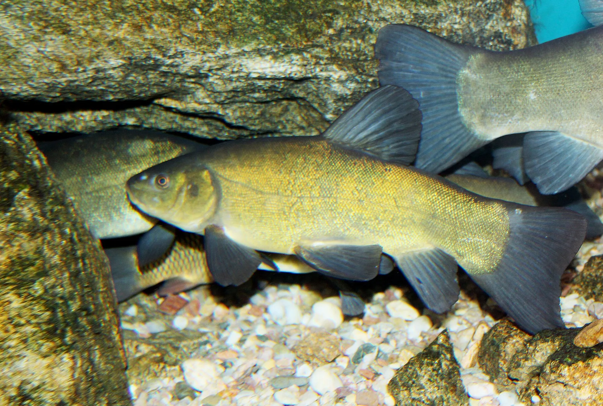 Green Tench aquarium photo
