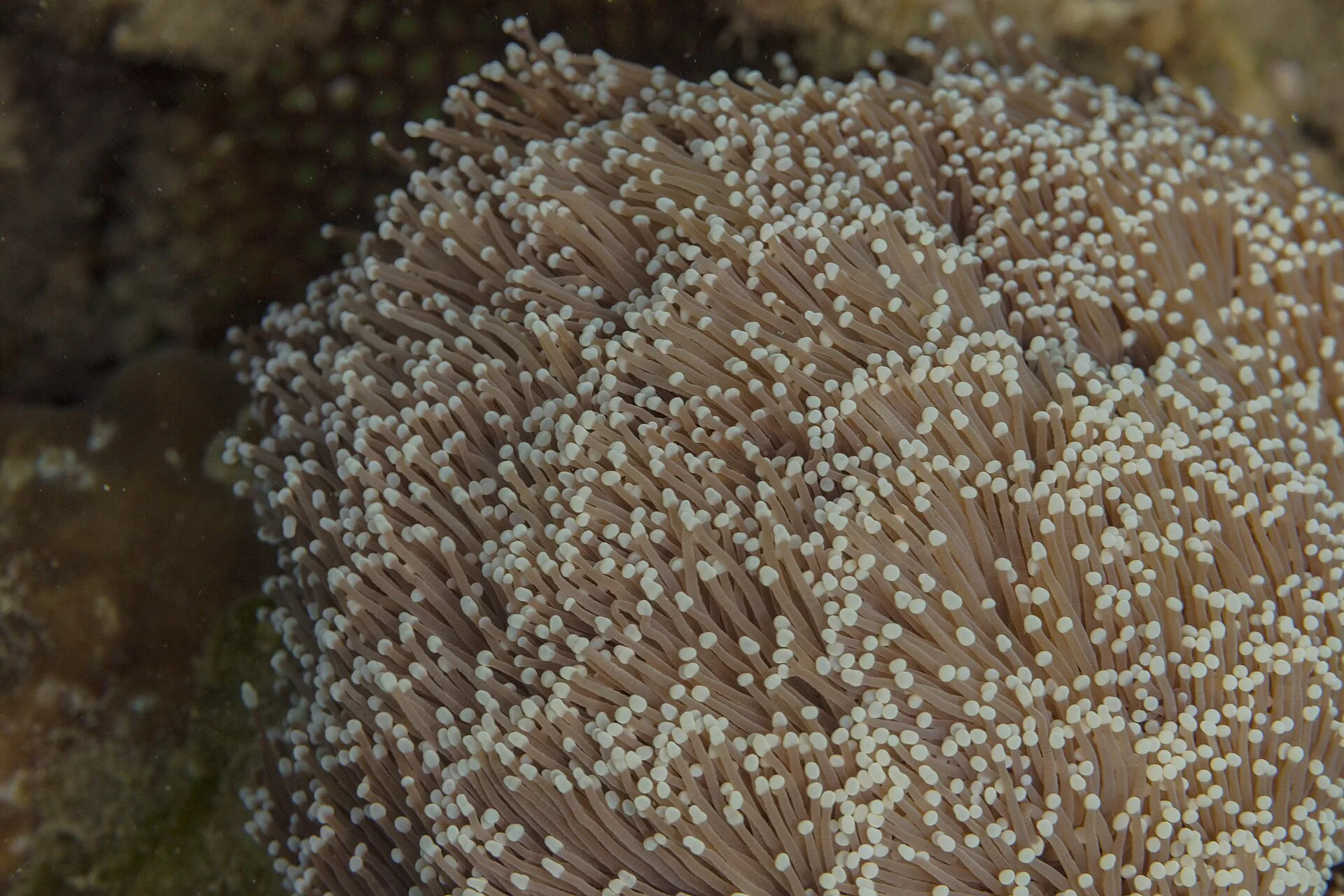 Green Tip Torch Coral aquarium photo