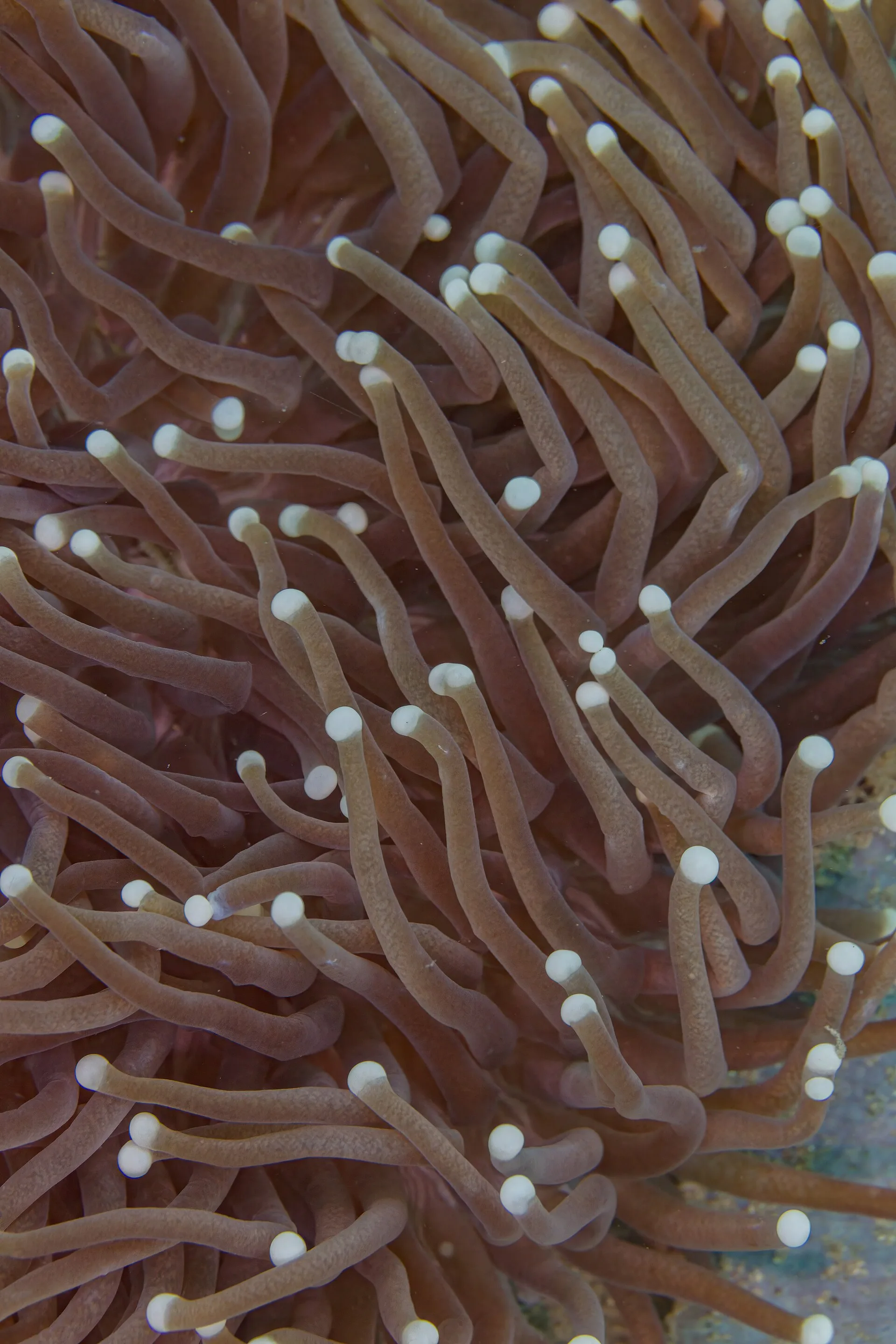 Green Tip Torch Coral aquarium photo