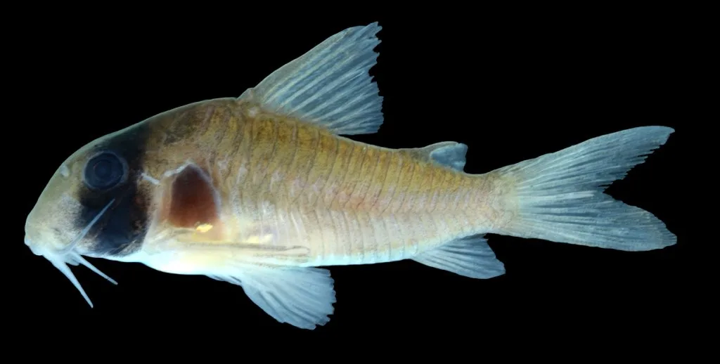 Griseus Corydoras aquarium photo