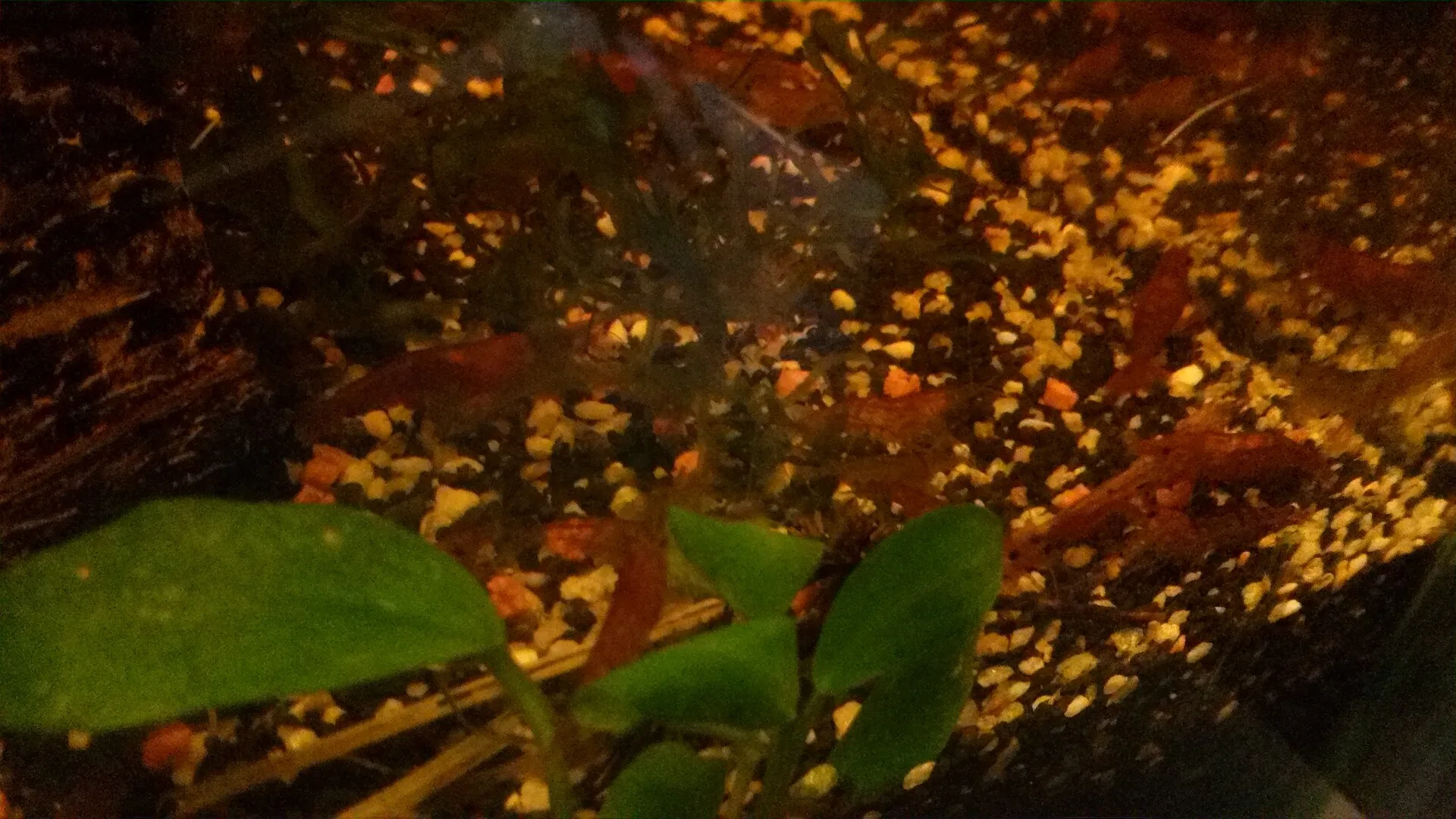 Guppies aquarium photo