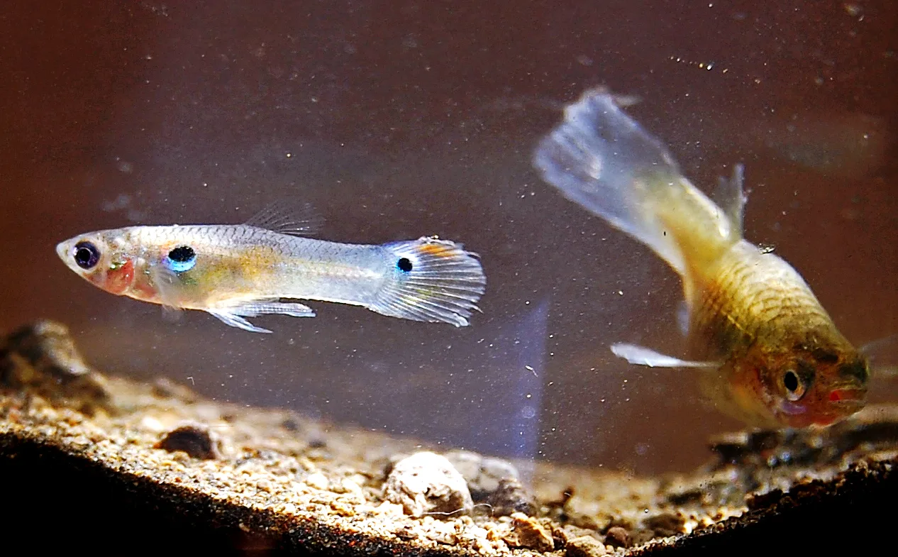 Guppies aquarium photo