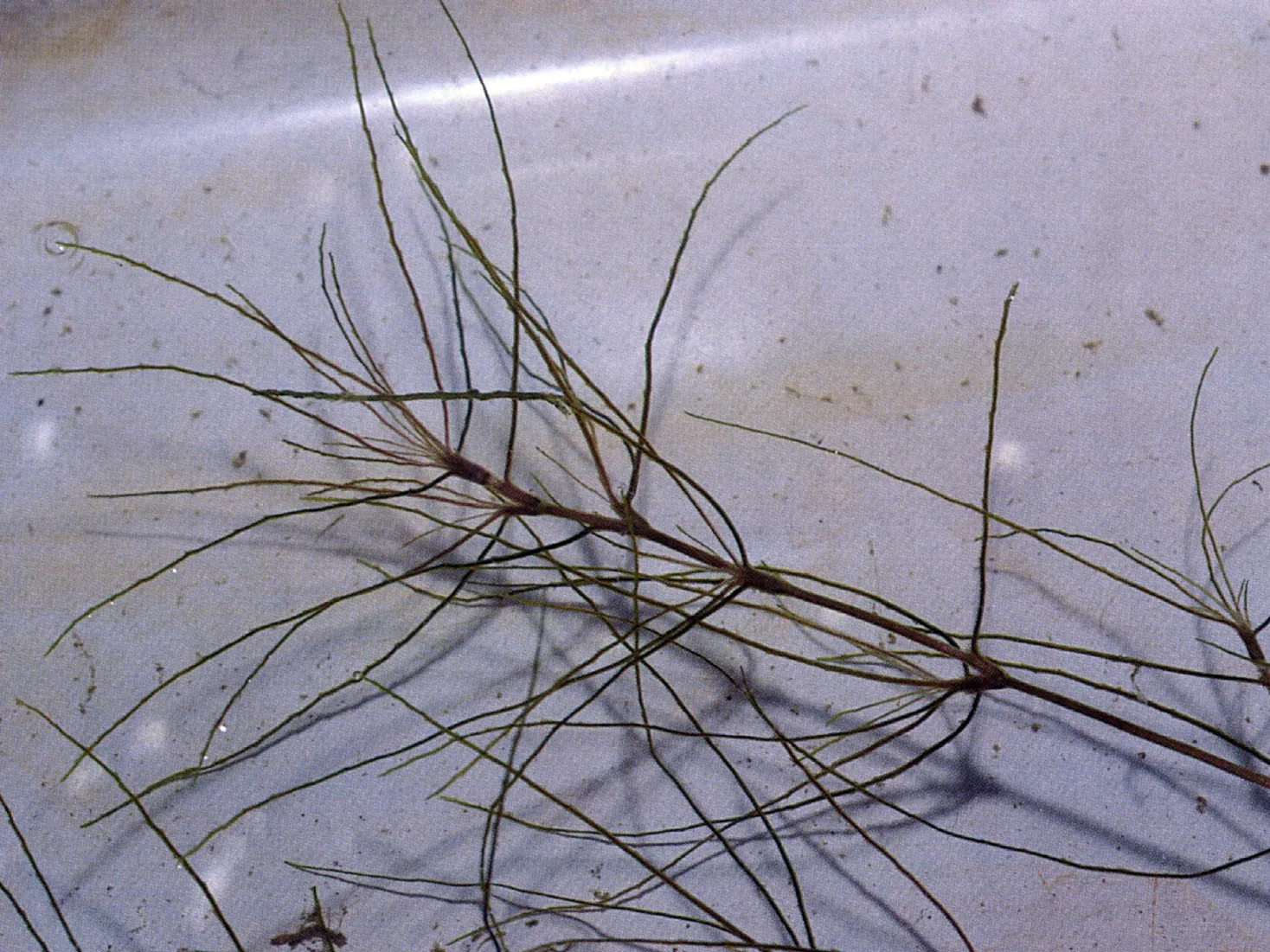 Guppy Grass (Najas guadalupensis)