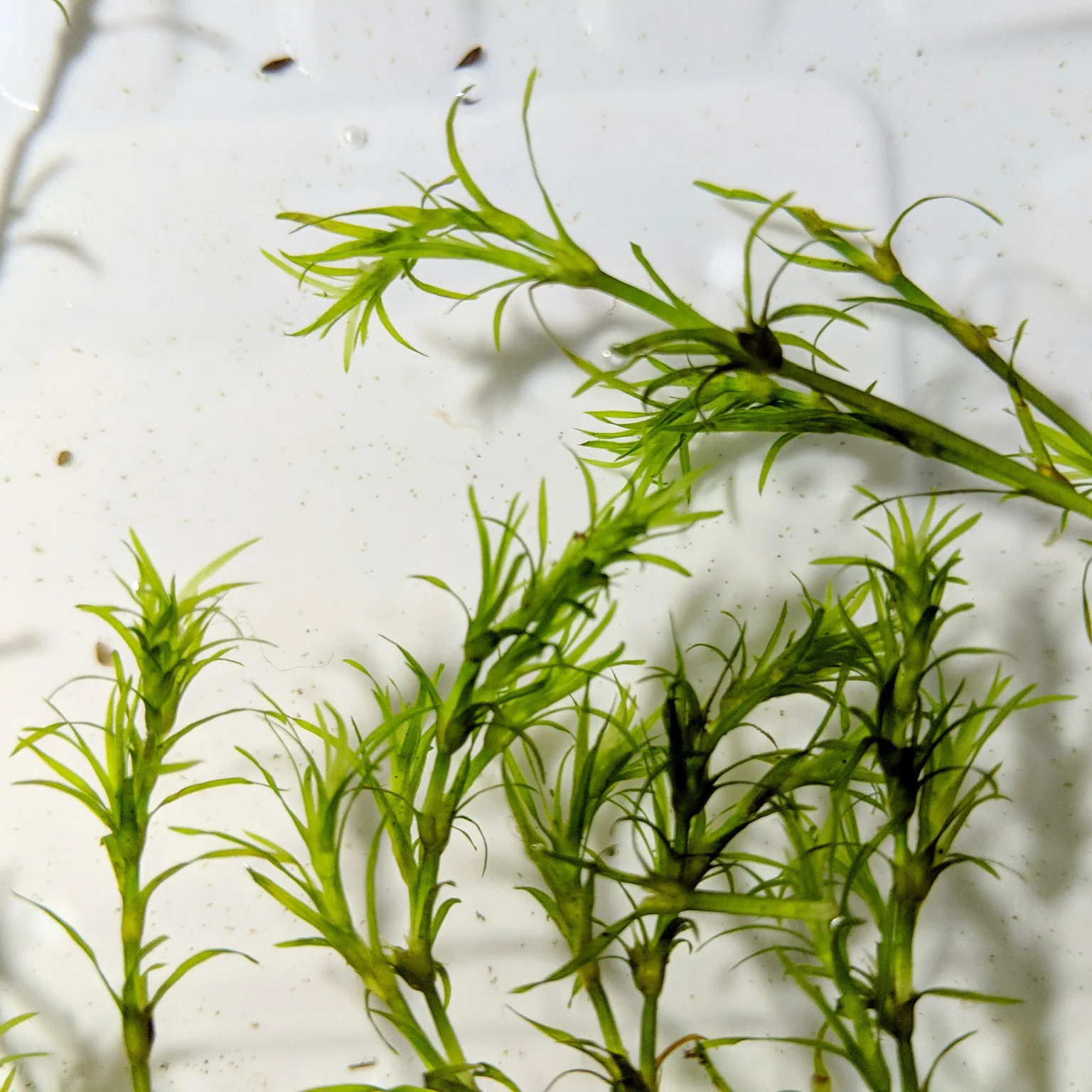 Guppy Grass aquarium plant