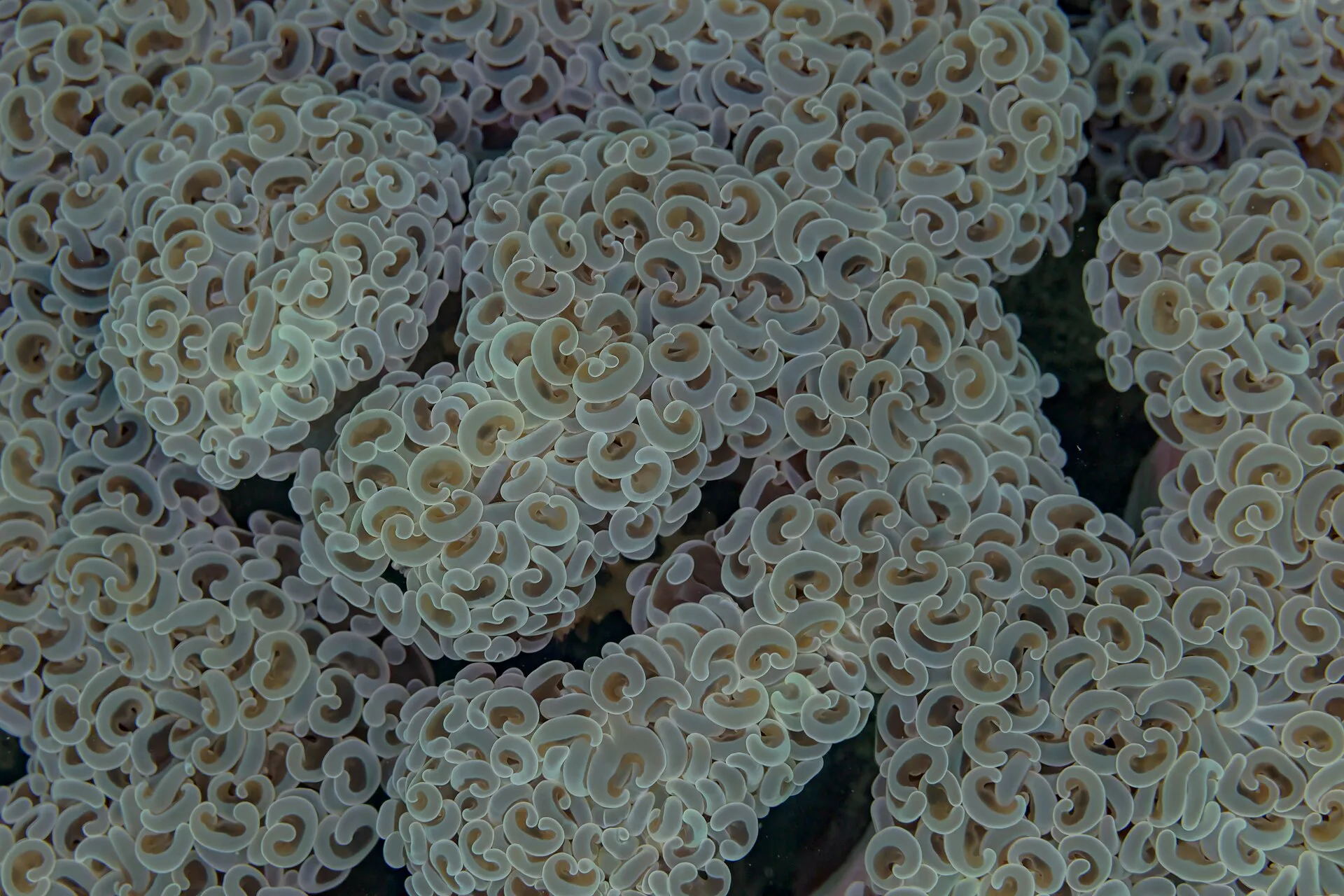 Close view of Hammer Coral (Euphyllia ancora)