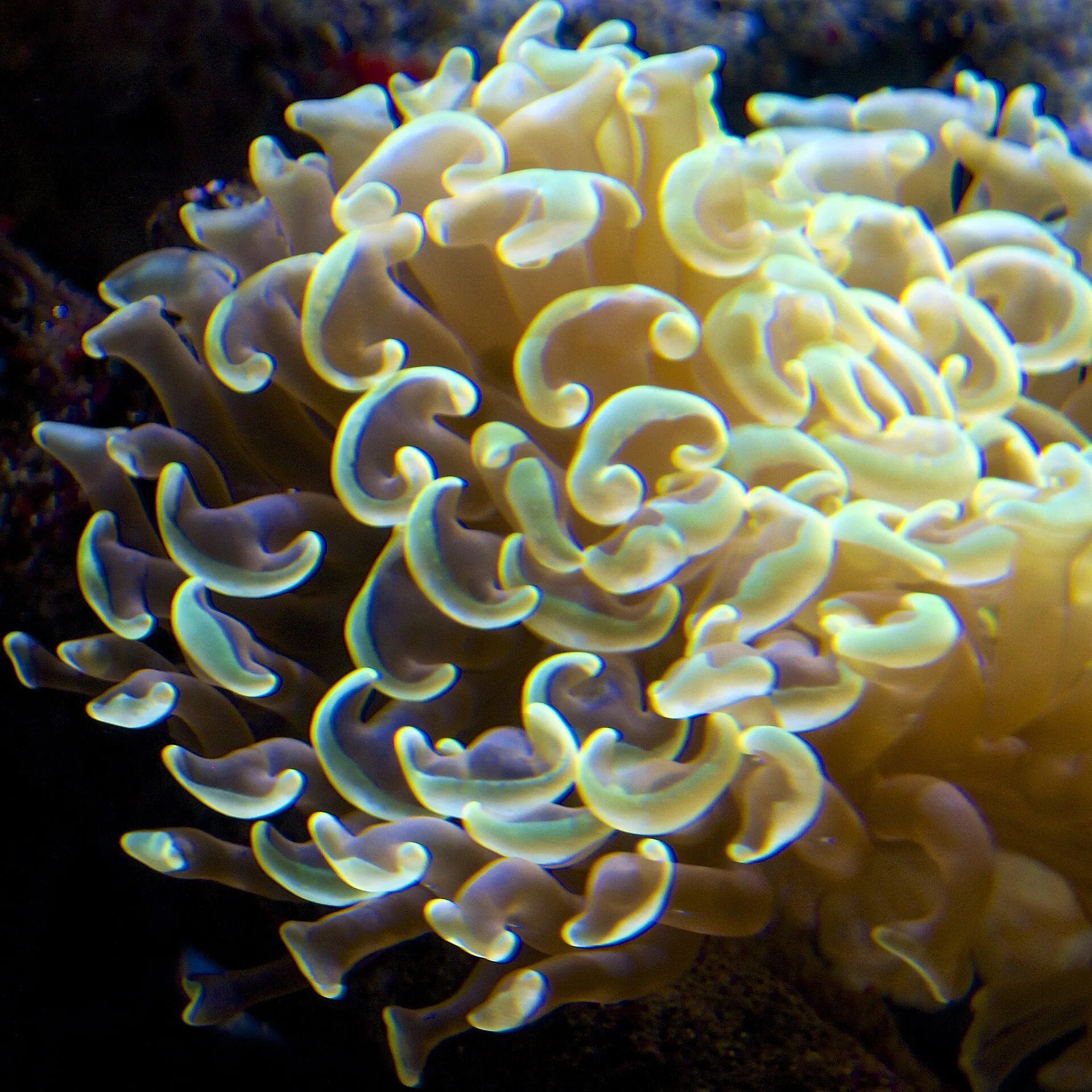 Hammer Coral natural colour and form