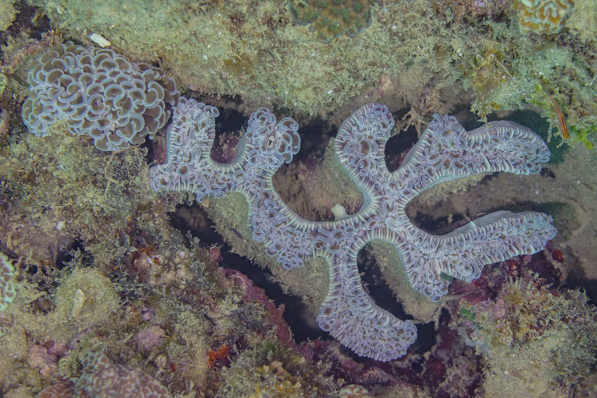Hammer Coral (Euphyllia ancora)