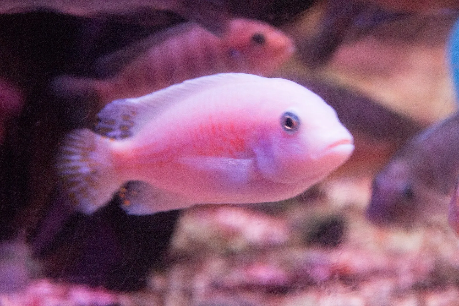 Hard Water Fish and Rift Lake Chemistry