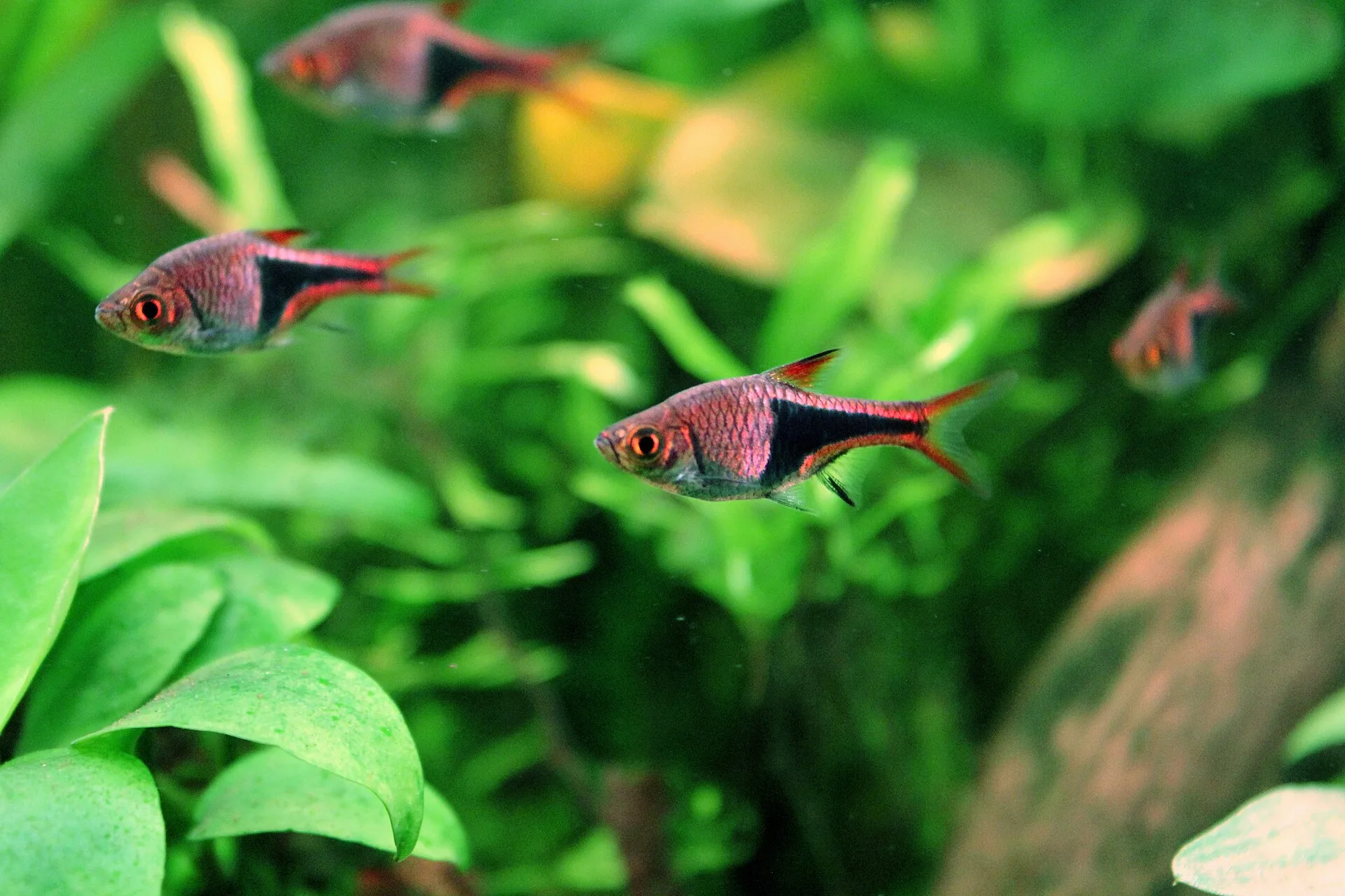 Harlequin Rasbora aquarium photo