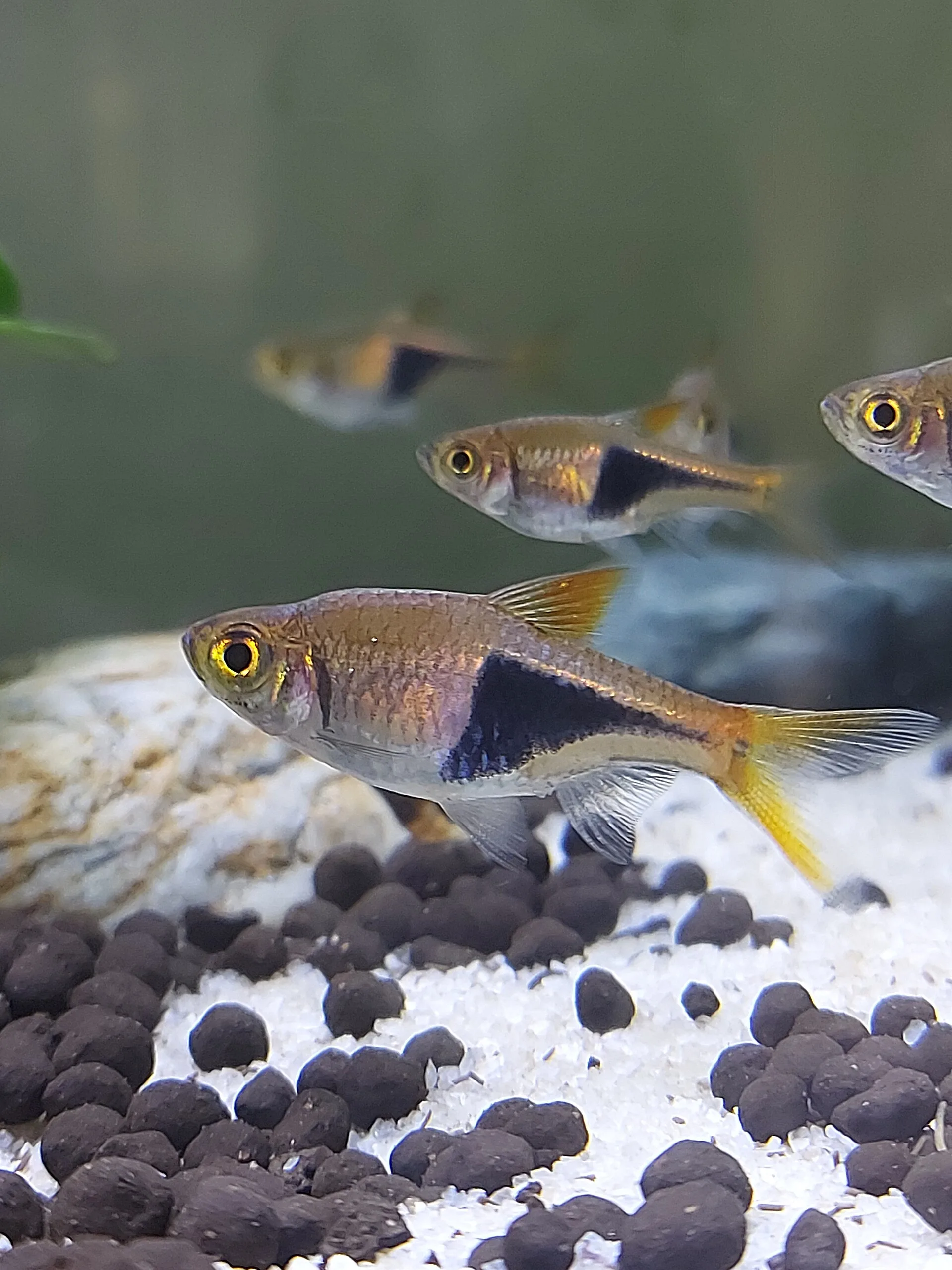 Harlequin Rasbora aquarium photo