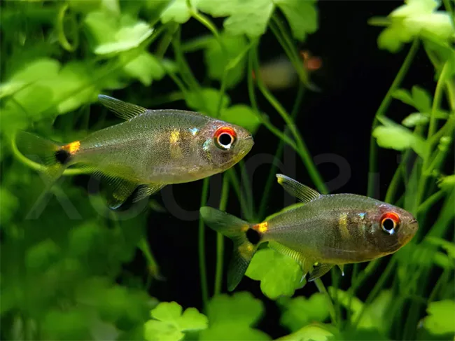 Head-and-Tail-Light Tetra (Hemigrammus ocellifer)