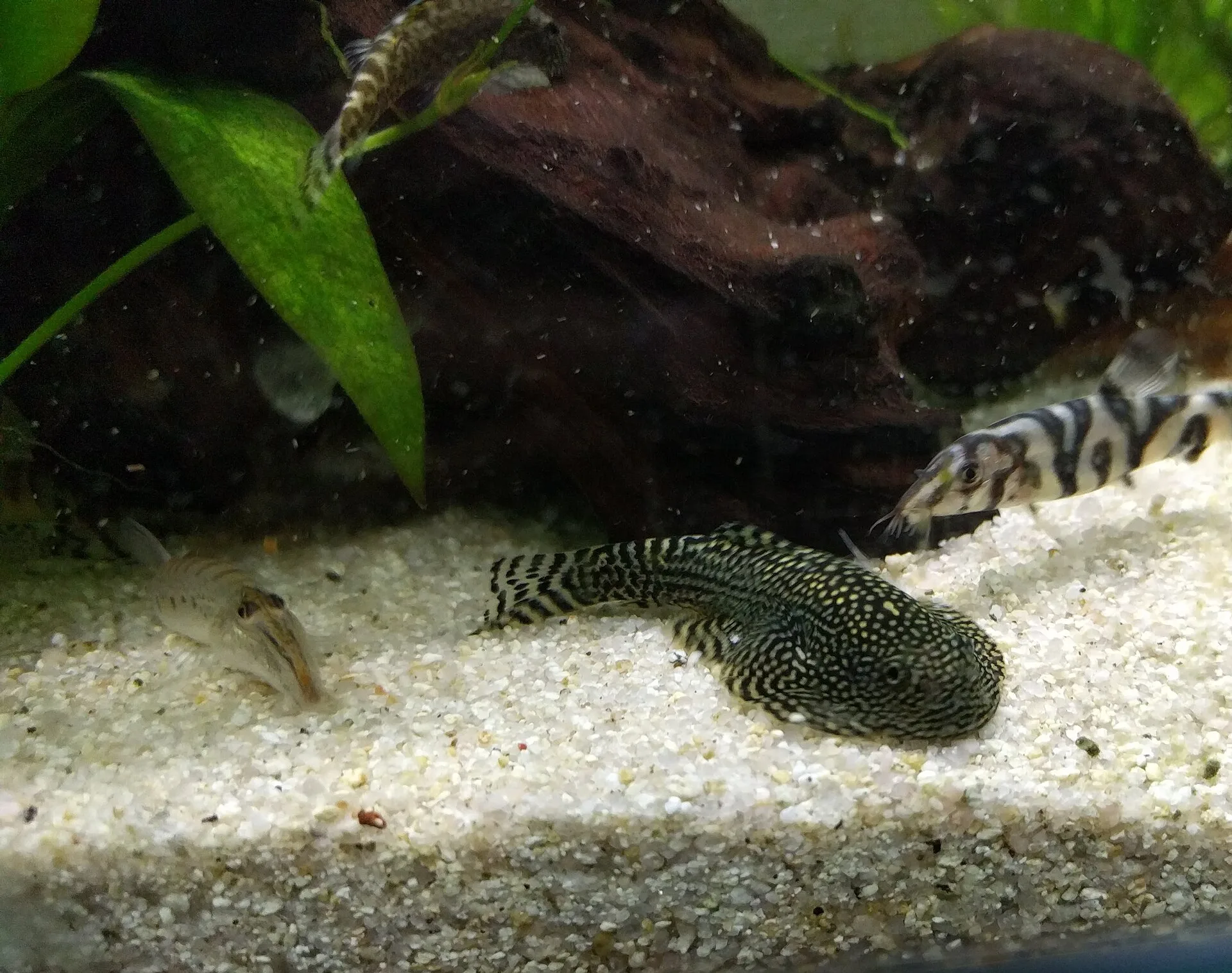 Hillstream Loach in aquarium