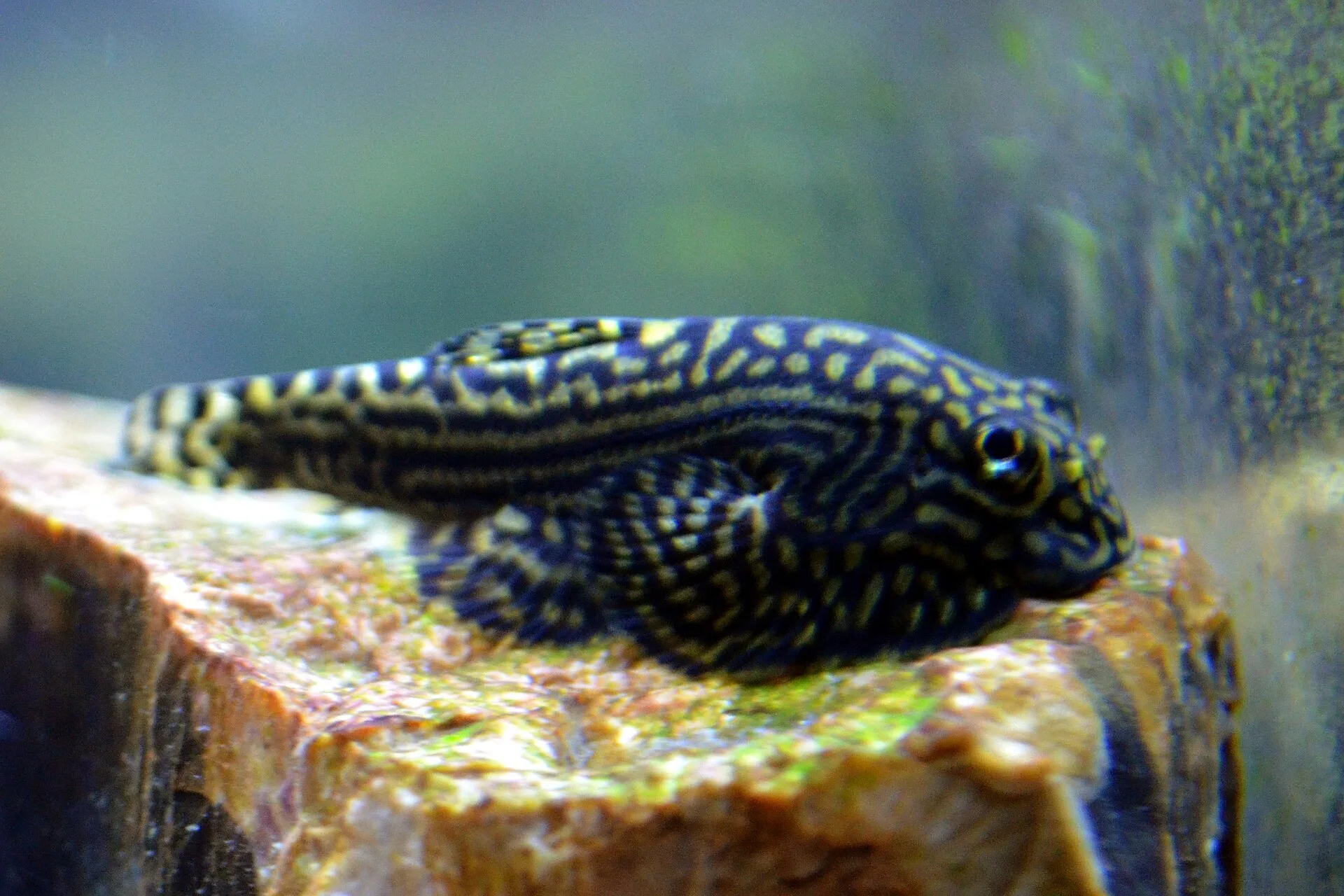 Close view of Hillstream Loach (Sewellia lineolata)