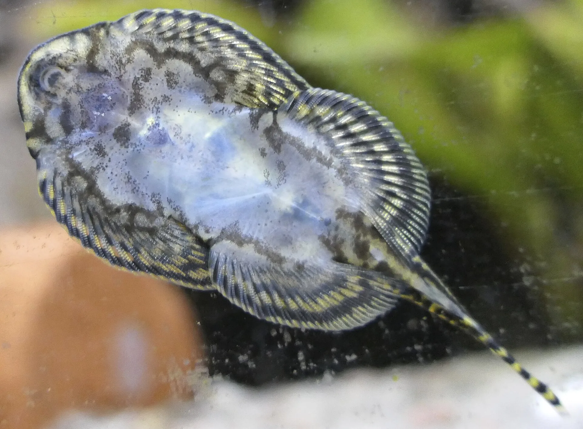 Hillstream Loach (Sewellia lineolata)