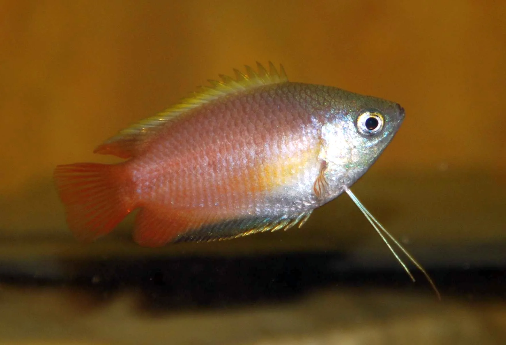 Male honey gourami with deeper amber colouring