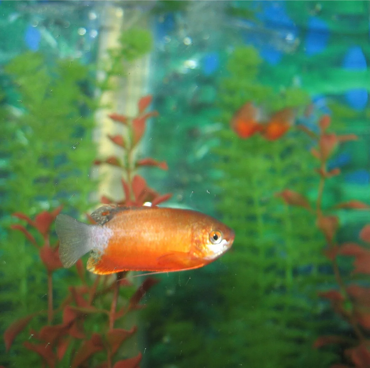 Red colour variant of honey gourami