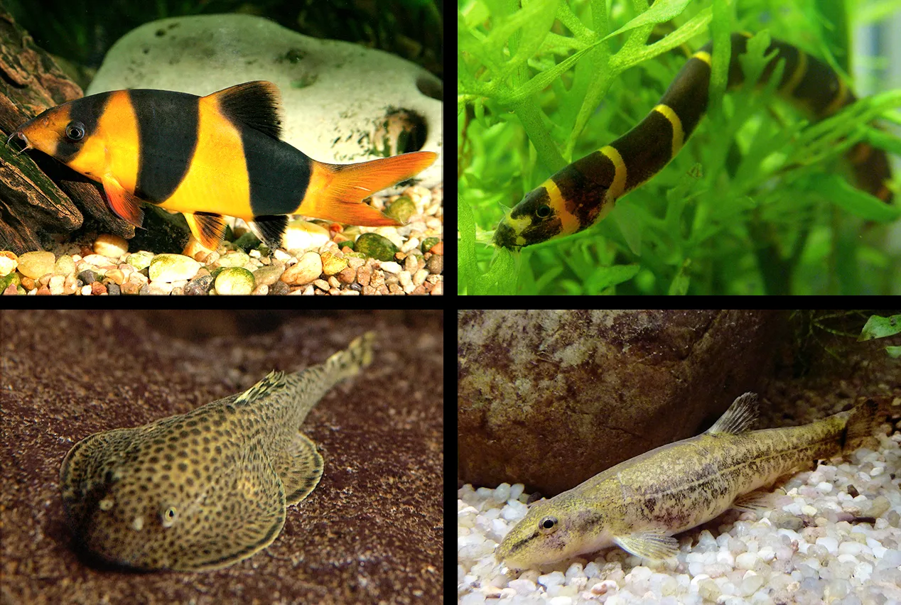 Hong Kong Plec aquarium photo