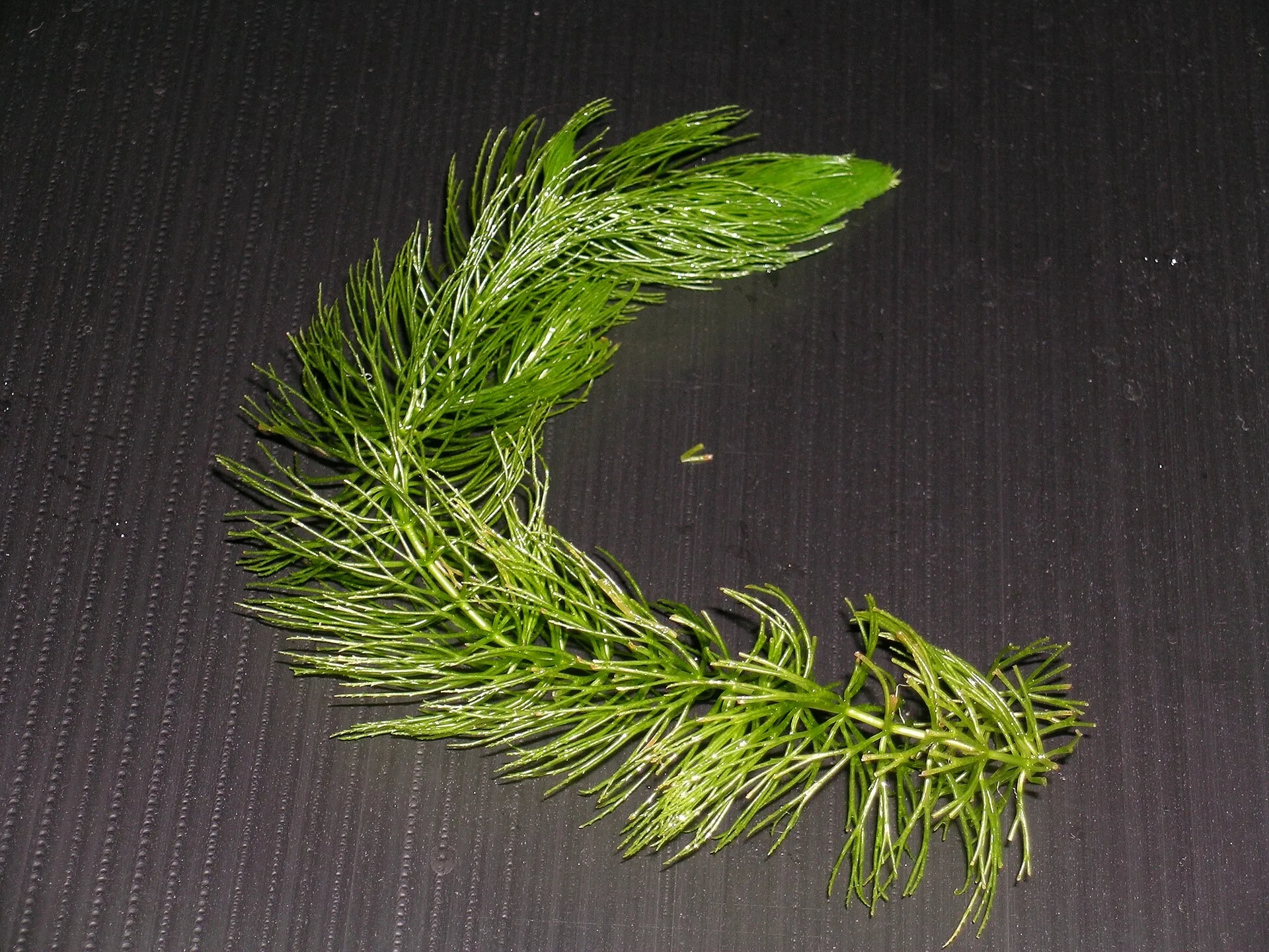 Hornwort in aquarium
