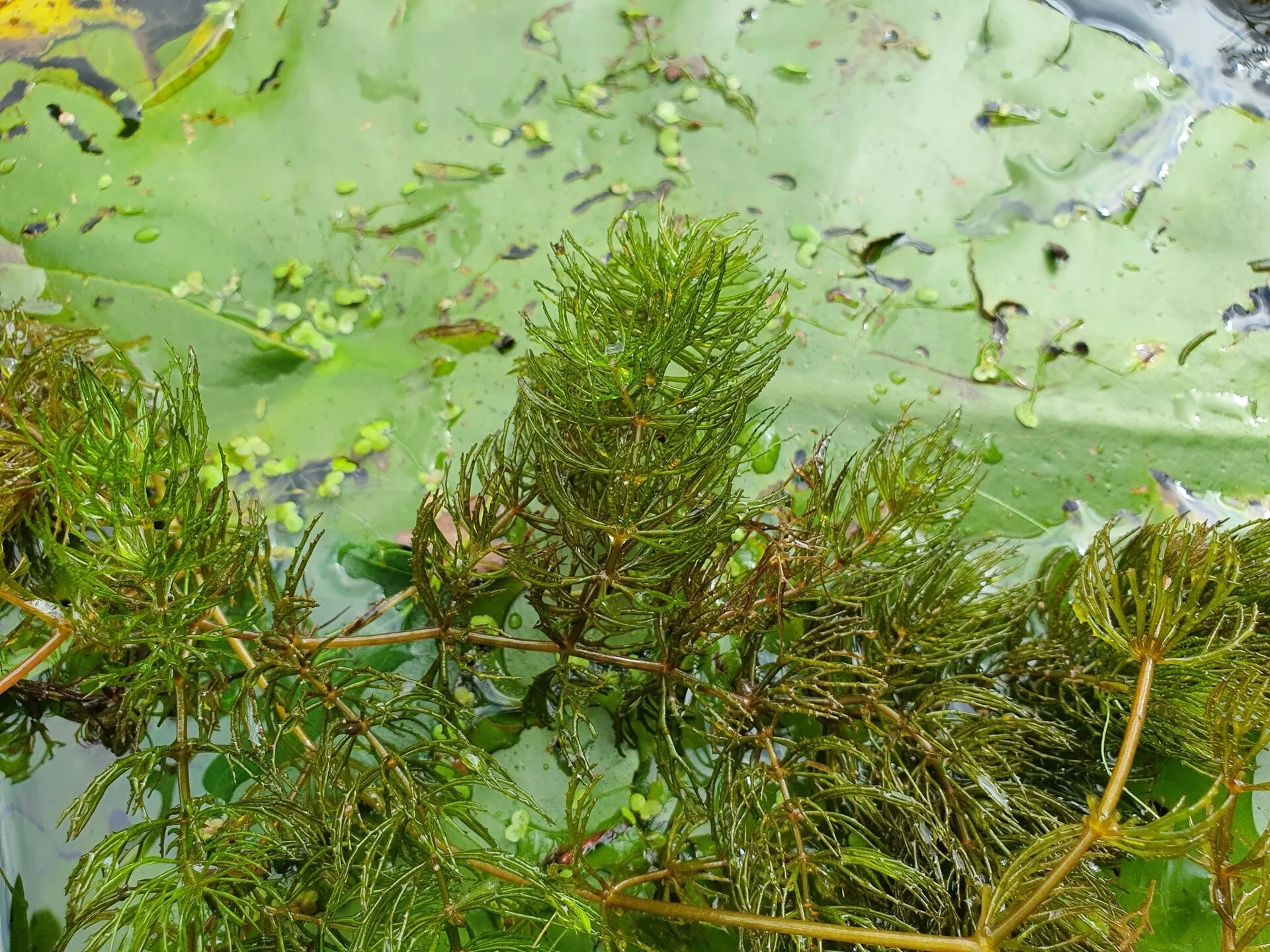 Hornwort (Ceratophyllum demersum)