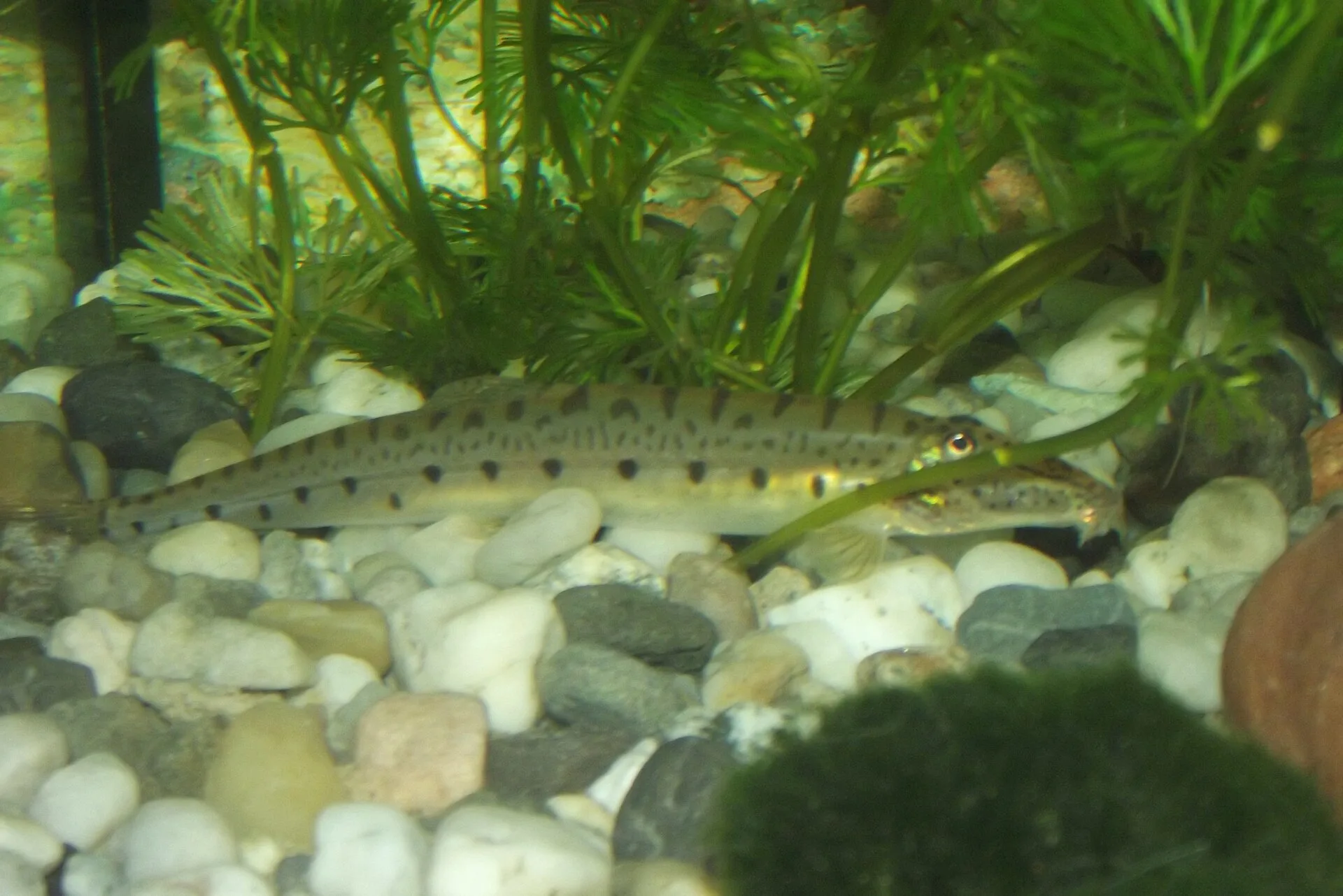 Horseface Loach aquarium photo