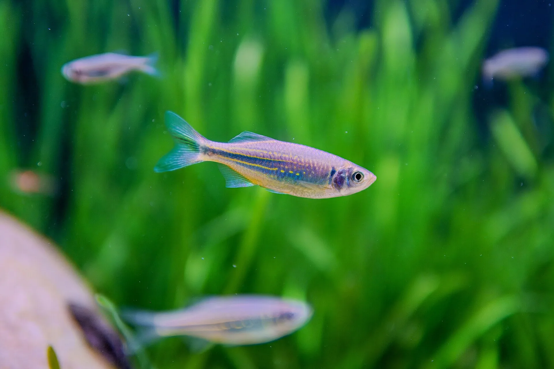 Community tropical fish in a planted tank