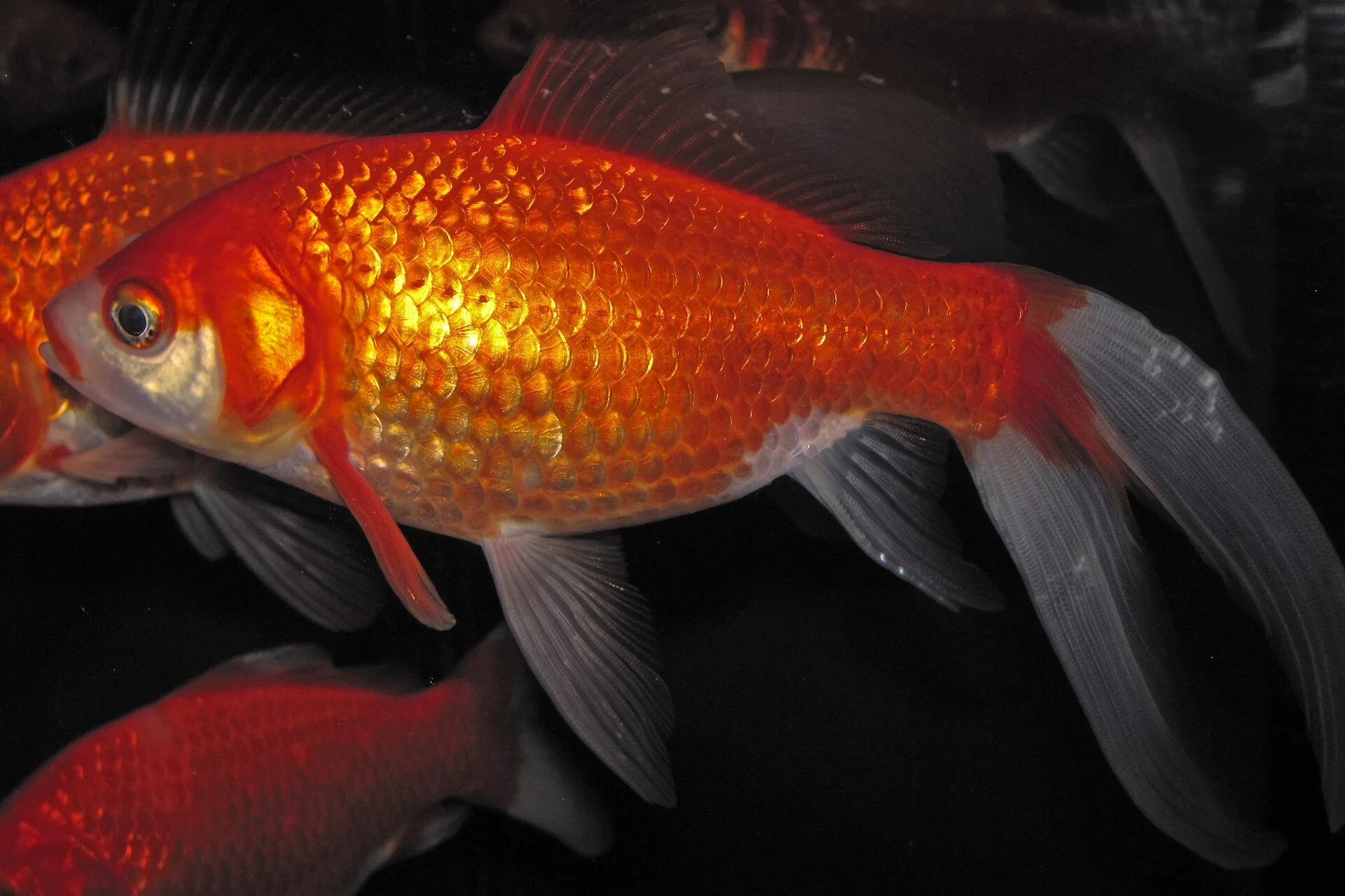 Tropical aquarium during feeding activity