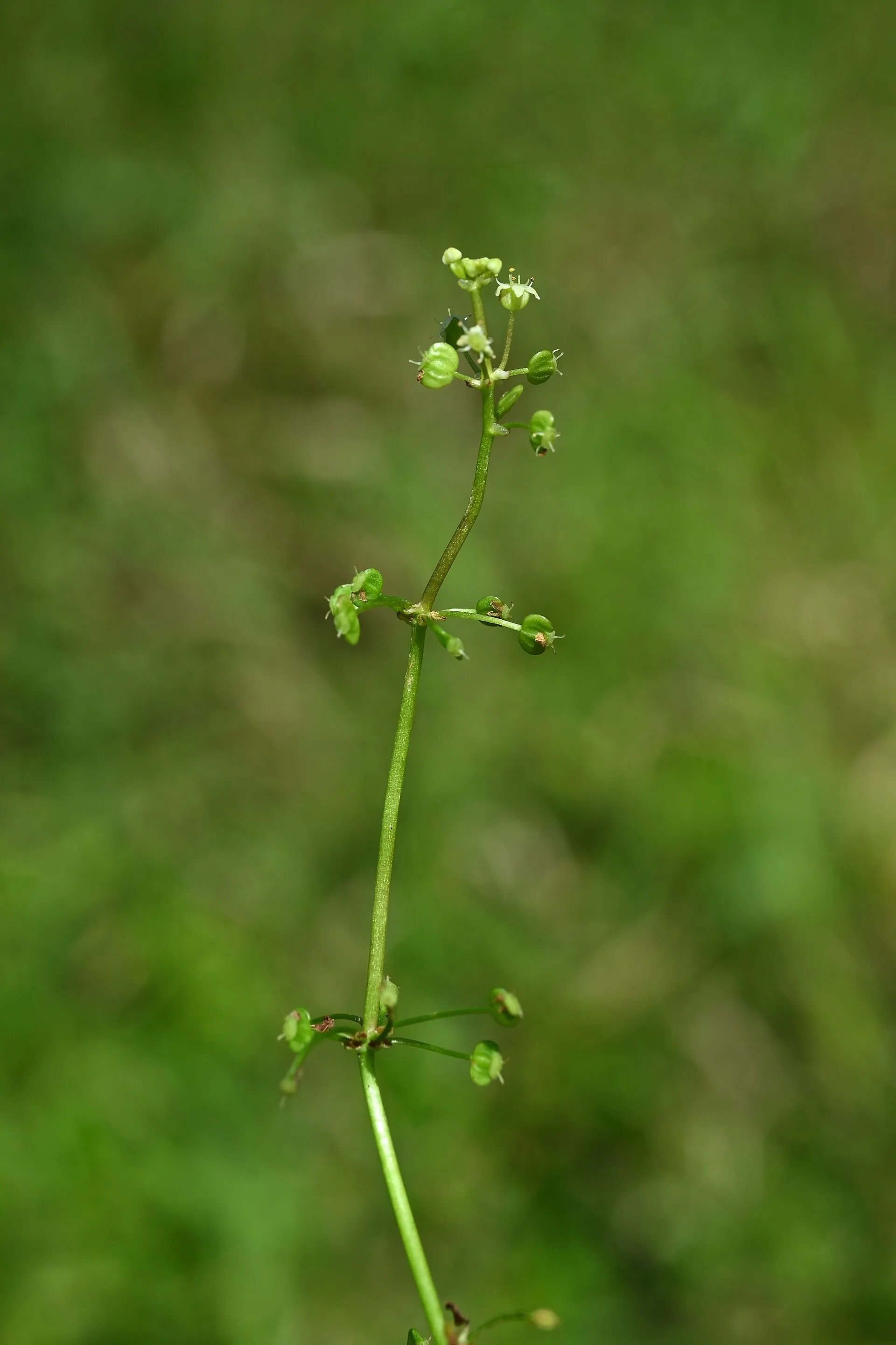 Whorled Pennywort in aquarium