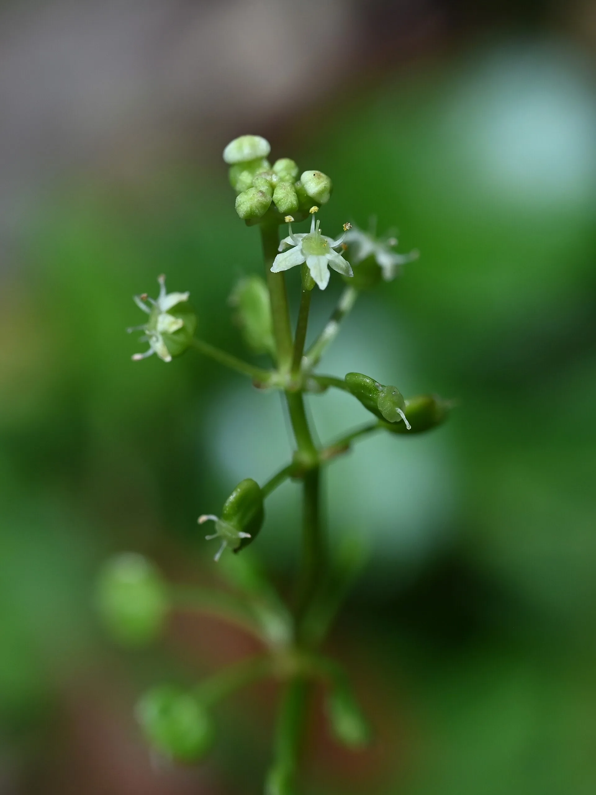Close view of Whorled Pennywort (Hydrocotyle verticillata)